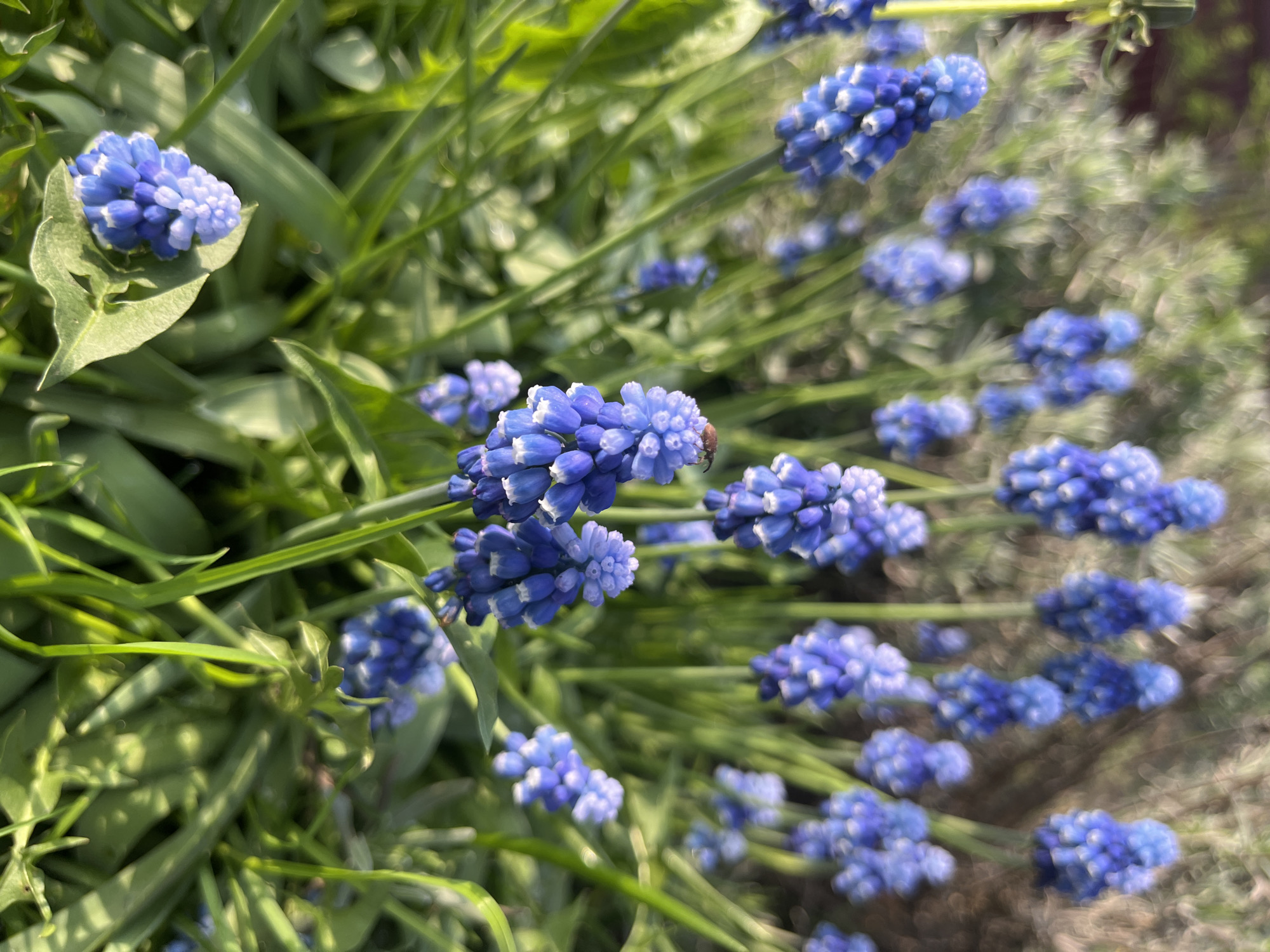 A close-up shot depicts a cluster of blue muscari flowers, also known as grape hyacinths, interspersed with green leaves. An insect is visible on one of the flower heads. The background is a mix of green vegetation and a blurred, lighter area that could be ground cover or soil. The location is in Большое Саврасово, Russia.