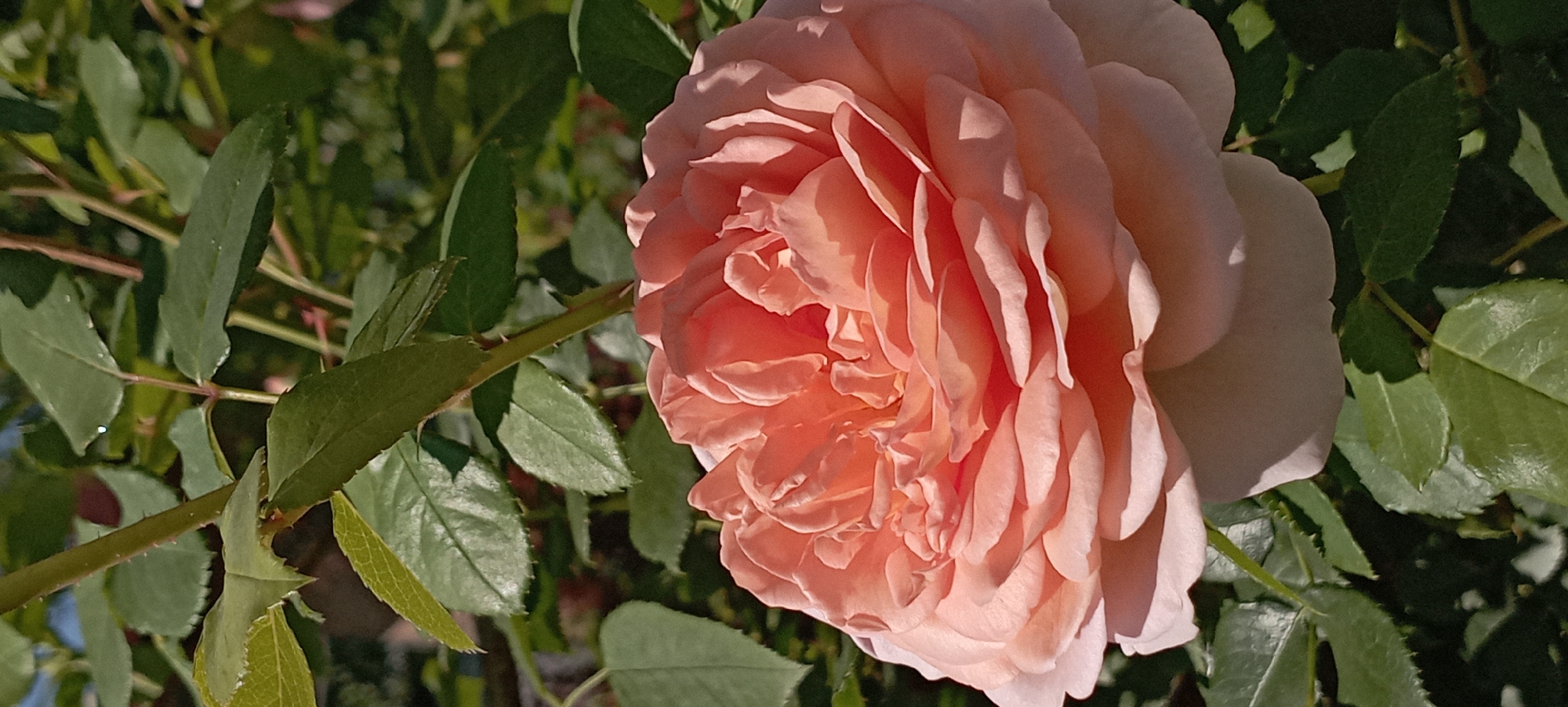 A close-up shot shows a fully bloomed peach-colored rose against a backdrop of lush green leaves and a softly blurred background. The rose is the dominant subject, its petals intricately layered and catching the sunlight, creating subtle highlights and shadows. The surrounding foliage appears healthy and vibrant, with some leaves reflecting dappled light. The scene is set outdoors, with the natural light suggesting daytime. There are no people or other discernible objects in the frame. The image is an artistic representation of nature's beauty, focused on the delicate structure and color of the rose.