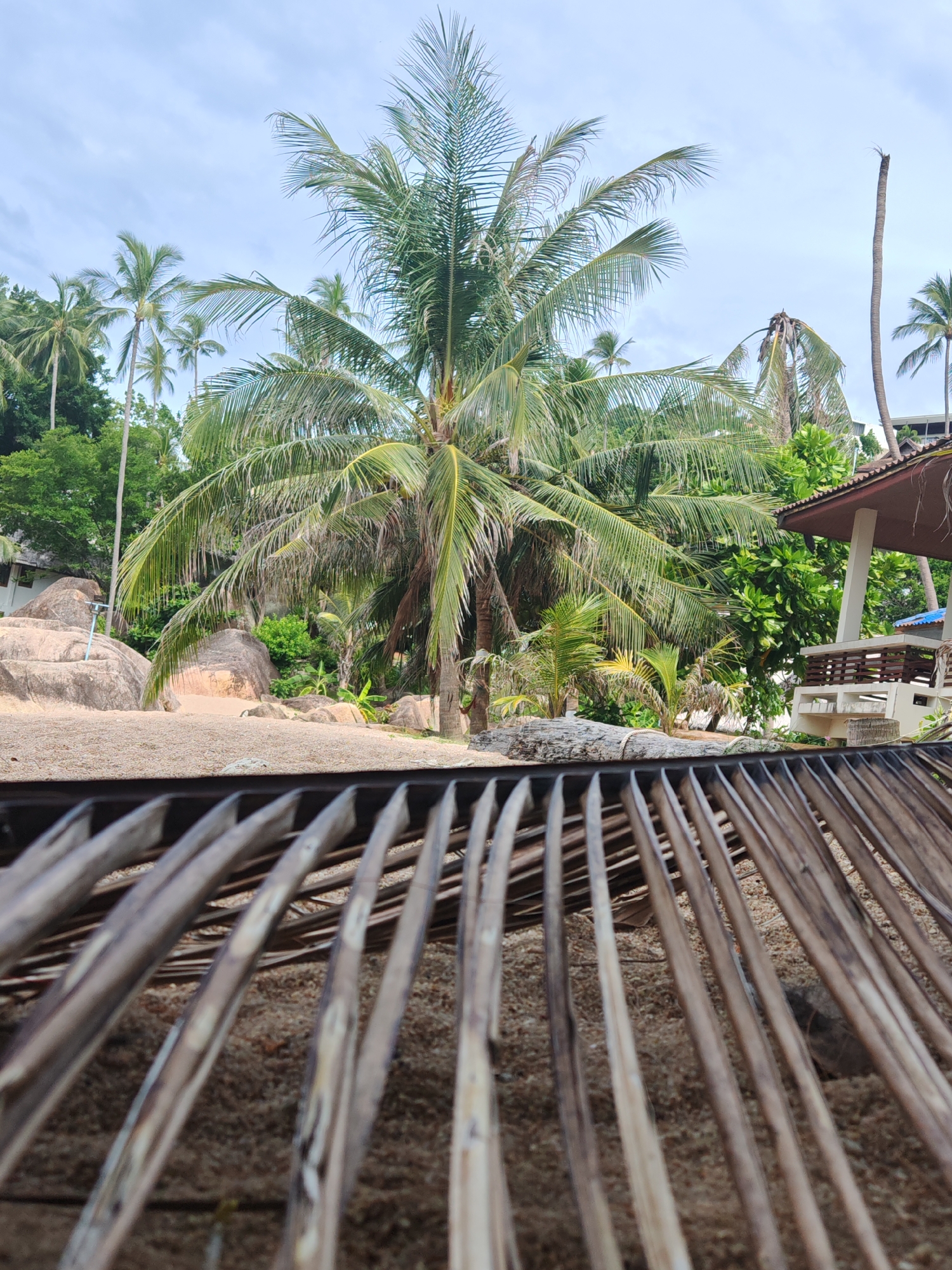 This image captures a tropical beach scene, likely in Baan Chaweng Noi, Thailand. The foreground is dominated by the textured pattern of dried palm fronds, creating a natural filter through which the scene unfolds. Beyond this, a sandy beach stretches out, dotted with small pebbles and a few scattered pieces of driftwood.
In the mid-ground, lush green vegetation and several palm trees are prominent. One large palm tree stands centrally, its fronds reaching towards the sky, while other palms of varying sizes and conditions are visible. Some palms appear healthy and vibrant, while others show signs of decay, with one distinctly tall, bare trunk standing out. A large, weathered log lies on the beach, adding a rustic element. Behind the trees, large, rounded rocks are visible, suggesting a natural, rocky coastline. Further back, a small, open-air pavilion with a brown roof and simple seating areas is present, indicating a developed area for relaxation or shelter.
The sky is a pale blue with scattered white clouds, suggesting a partly cloudy day. The lighting indicates it is daytime, likely late morning or early afternoon, given the brightness and shadows. There are no people visible in the frame. The overall mood is peaceful and evokes a sense of tropical tranquility, with the natural elements of the beach and vegetation taking center stage. The image has a slightly low-angle perspective, looking up and through the palm fronds. No visible text is present in the image.