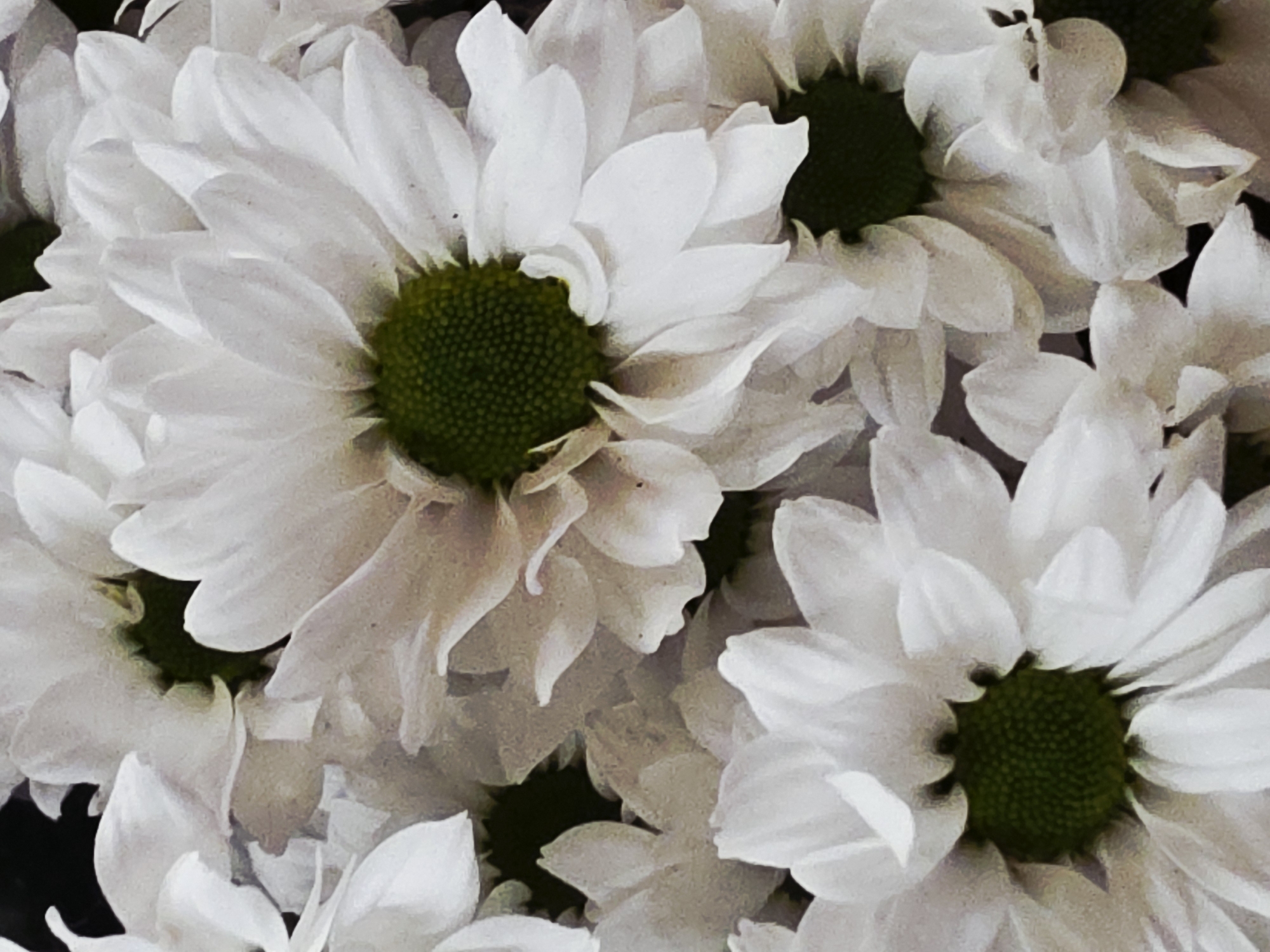 The image displays a close-up view of a dense cluster of white flowers, likely chrysanthemums or daisies, filling the entire frame. The primary subjects are the numerous individual flowers, each characterized by a multitude of soft, white petals radiating outwards from a distinct, textured green center.
There is no specific activity or event taking place, as the image captures a static arrangement of the blossoms.
Notable details include:
- **Color Palette:** The dominant colors are pure white for the petals and a vibrant, deep green for the central disc florets. The background is dark and out of focus, providing a soft contrast to the bright flowers.
- **Texture and Form:** The petals exhibit a delicate, slightly wavy texture, with some appearing translucent at their edges. The green centers are granular, composed of tiny, tightly packed structures.
- **Composition:** The photograph is a very tight, macro-style shot, showcasing the intricate details of the flowers. Multiple blooms overlap and intertwine, creating a rich, layered visual.
- **Lighting:** The lighting appears soft and diffused, highlighting the freshness and purity of the white petals without casting harsh shadows. This suggests ambient light, possibly indoors or under overcast conditions.
- **Lack of Context:** No specific location cues, time of day, or weather conditions are discernible from the close-up. The focus is entirely on the floral arrangement.
- **Absence of Text:** There is no visible text within the image.
The overall impression is one of natural beauty, purity, and intricate botanical detail.