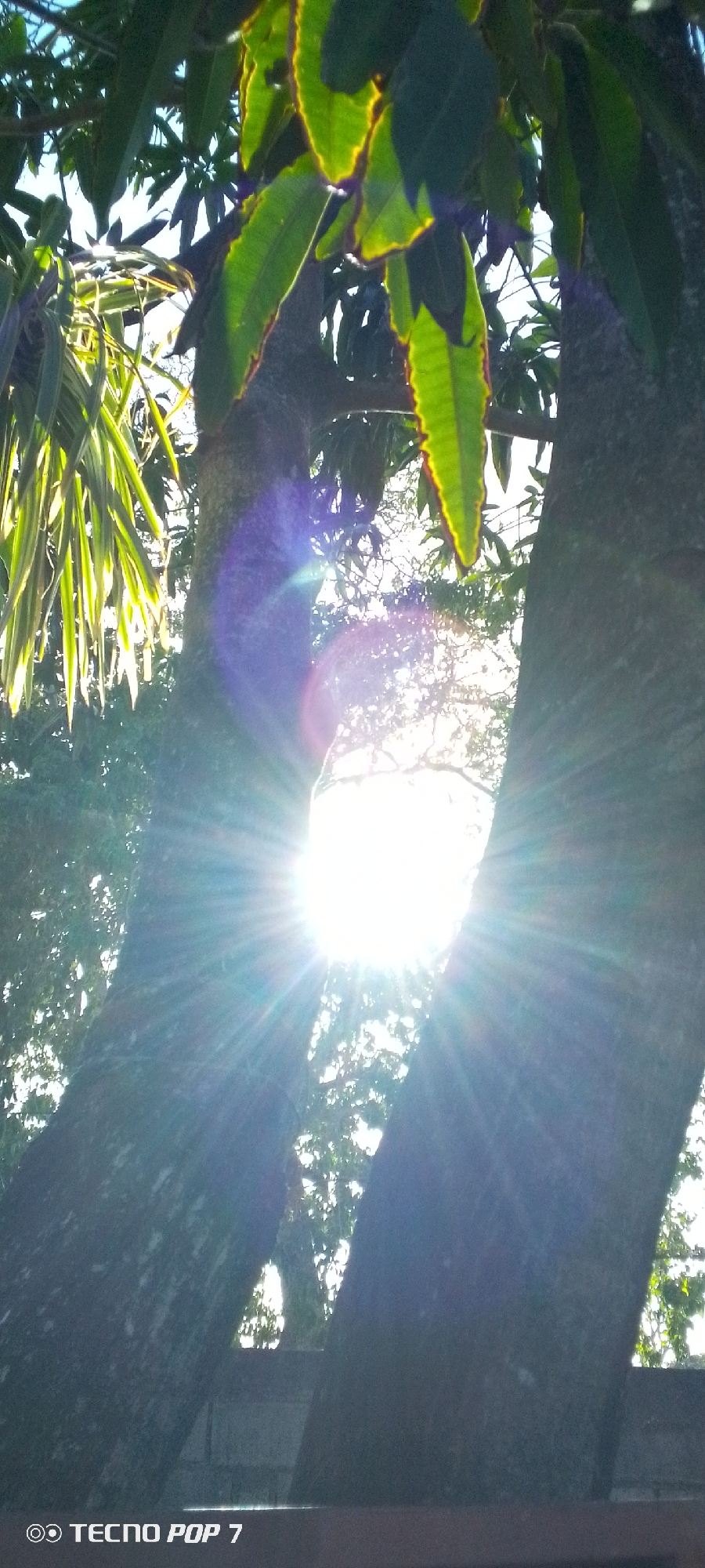 The image, likely captured in Altagracia, Venezuela, showcases a scene dominated by two tree trunks framing a bright sunburst. Leaves from the trees are visible at the top of the frame. The overall lighting is intense, with the sun's rays spreading outwards from the center. The lower portion of the image is dark, with the camera model "Tecno Pop 7" visible. The image focuses on natural elements and light, with the trees acting as a natural frame for the sun.