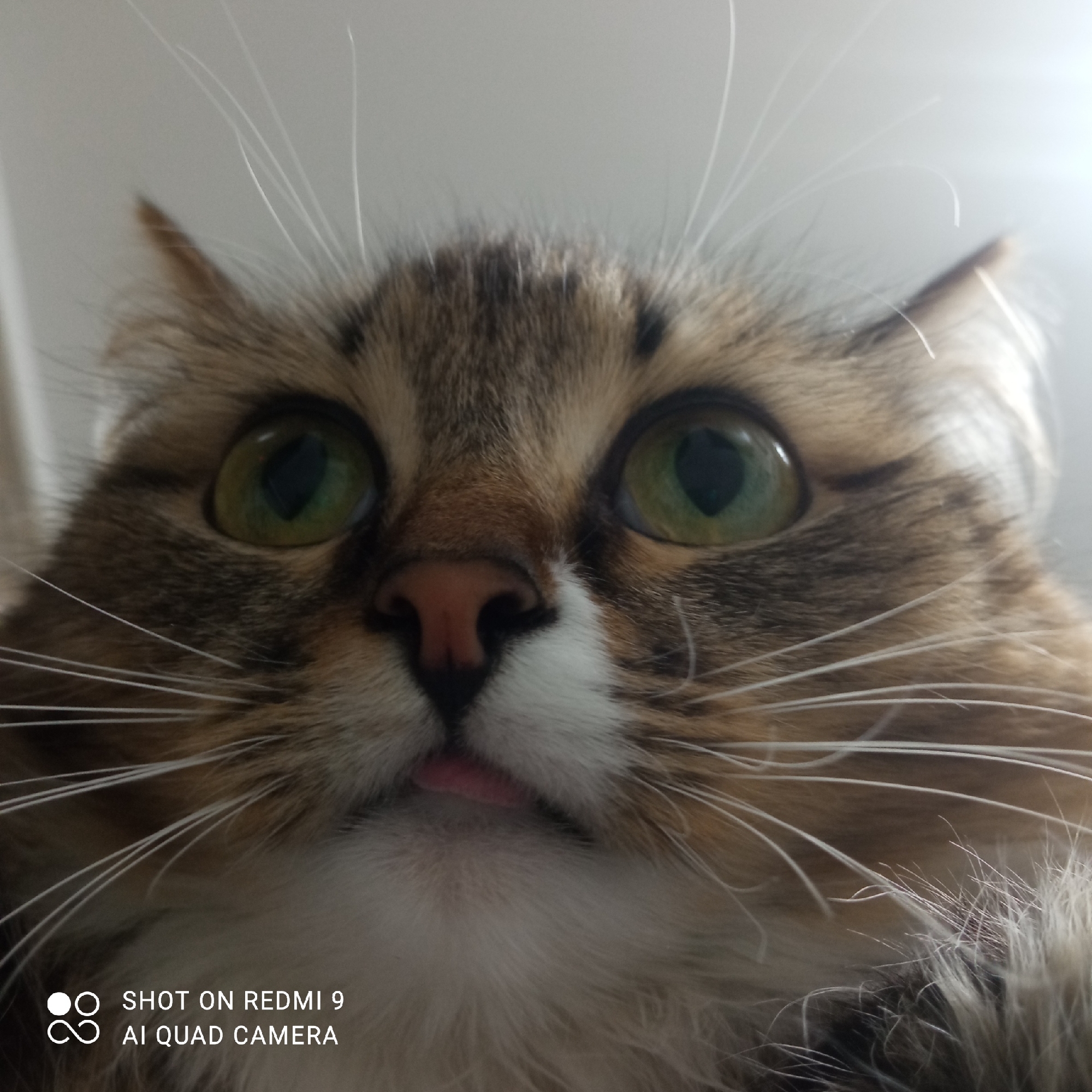 A close-up, low-angle photograph features a cat's face. The cat has green eyes, a pink nose, white and brown fur, and a small pink tongue protruding slightly from its mouth. The cat's whiskers are prominent and white. The bottom of the image contains the text "SHOT ON REDMI 9 AI QUAD CAMERA". The environment appears to be indoors, with a bright, diffused light source. There is no information to confirm the location is Chaikovsky, Russia.