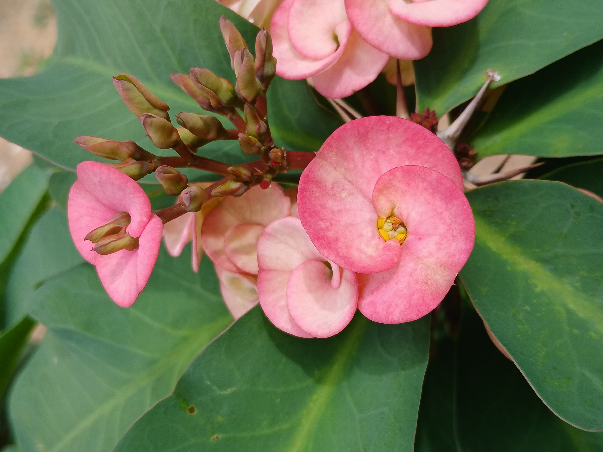 A close-up shot of a cluster of pink Crown of Thorns flowers (Euphorbia milii) and their green leaves. The flowers are in various stages of bloom, with some still in bud form. The location is likely Ciudad Guayana, Venezuela.