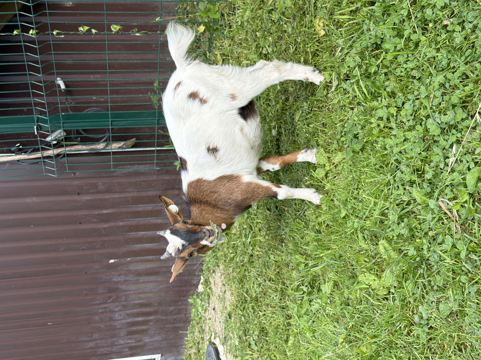 A brown and white spotted goat is standing in a grassy area with a corrugated metal wall behind it and a green metal fence to its right. The goat is facing towards the left and appears to be eating grass. The ground is covered in green grass with some clover. A white tag is visible on the goat's ear. The scene is outdoors.