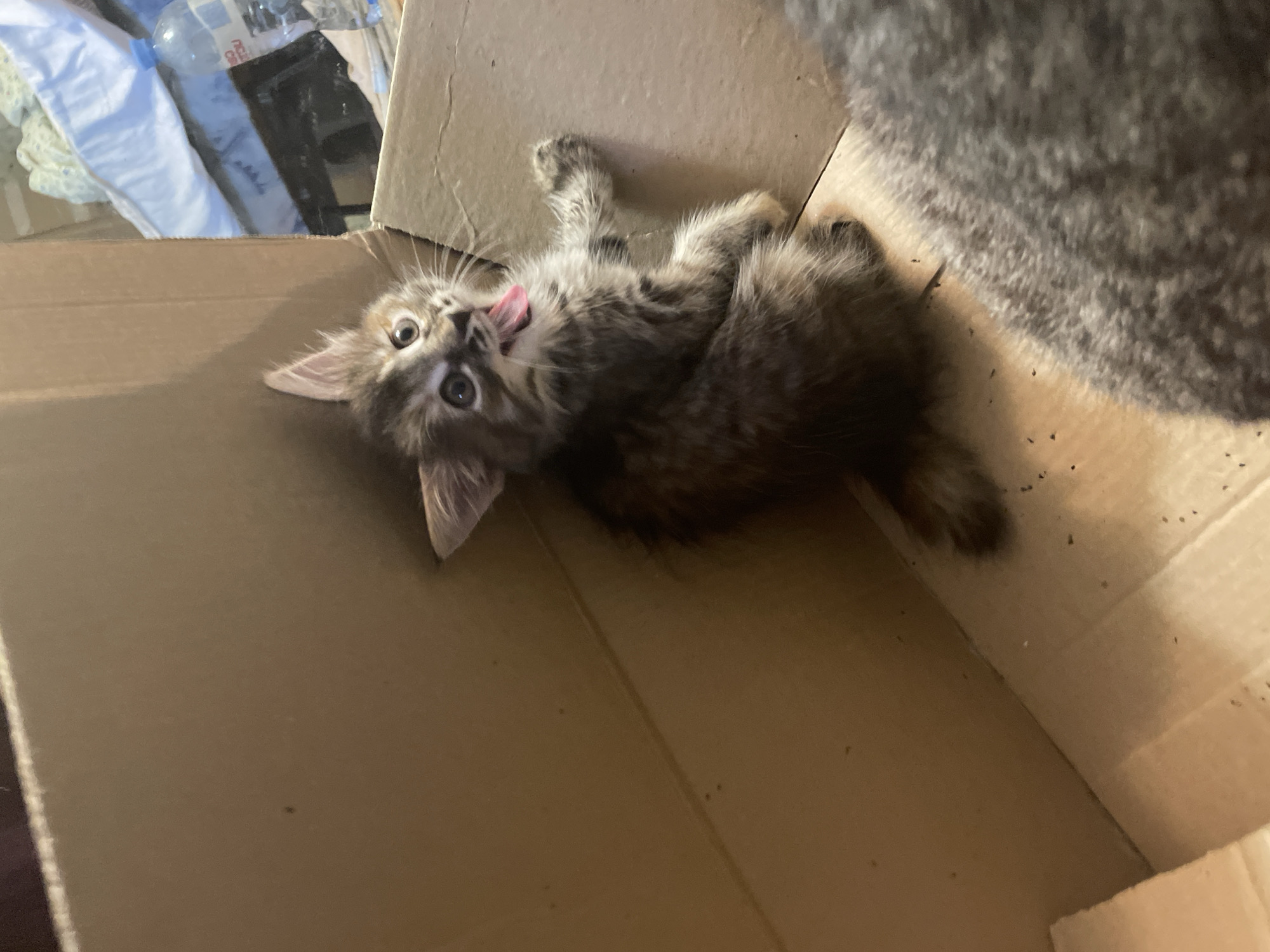 A wide shot captures a fluffy, long-haired kitten with gray and brown tabby markings inside a cardboard box. The kitten is looking upwards and to the left with its mouth open and tongue sticking out, as if meowing or playing. Its front paws are extended, with the right paw resting on the edge of the box. To the right of the kitten, another larger, blurred cat's back and tail are visible. The background shows a messy environment with a bed, a plastic water bottle, and other objects in the distance. The lighting is dim, with the primary light source appearing to be from the left.