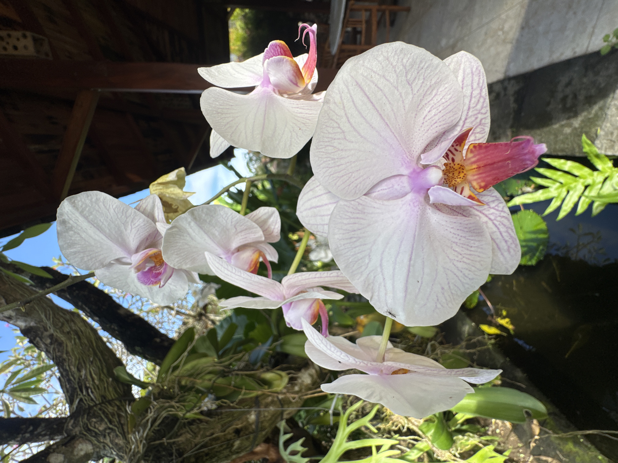 The image presents a close-up, upward-angled view of several white Phalaenopsis orchids in full bloom, showcasing their delicate petals with subtle purple veining and vibrant pink and orange centers. The orchids are the primary subjects, dominating the foreground and mid-ground.
The scene is set outdoors under bright, clear conditions, indicated by visible patches of blue sky. In the background, a large, textured tree trunk with visible roots and moss suggests a mature, natural environment where the orchids are likely growing epiphytically. Above, a dark wooden structure, possibly part of a roof or an overhang, casts shadows.
To the right and bottom, a dark body of water, resembling a pond or water feature, reflects light and contains green aquatic plants. Lush green foliage, including fern-like leaves, is visible around the base of the orchids and near the water. A small black ant is notable, seen crawling on one of the orchid petals in the foreground.
The bright sunlight suggests it is daytime. The combination of tropical orchids, a large tree, and a water feature evokes a tranquil garden setting in a warm climate, consistent with the location context of Kuta, Indonesia. There is no visible text in the media file.