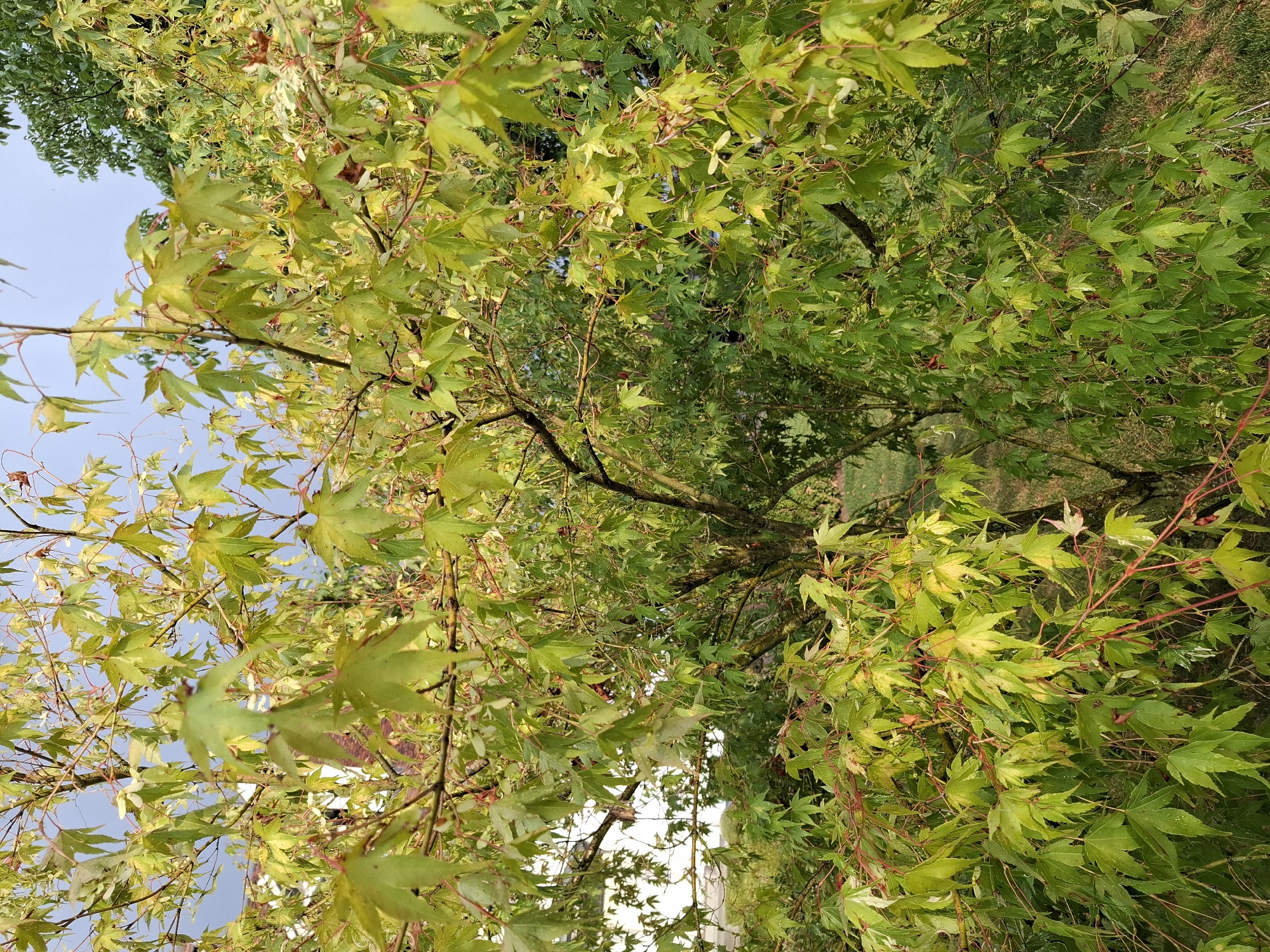 This is a close-up, eye-level, outdoor photograph of a Japanese maple tree in Eschenbach (LU), Switzerland. The tree's leaves are a vibrant green, with some showing tinges of yellow and reddish-brown. The branches are thin and reddish, with some appearing to droop. The leaves are serrated and have a palmate shape. Some leaves exhibit water droplets, suggesting recent rain. The background is softly blurred, showing hints of other foliage and a pale sky. The image focuses on the intricate details of the tree's foliage and structure.