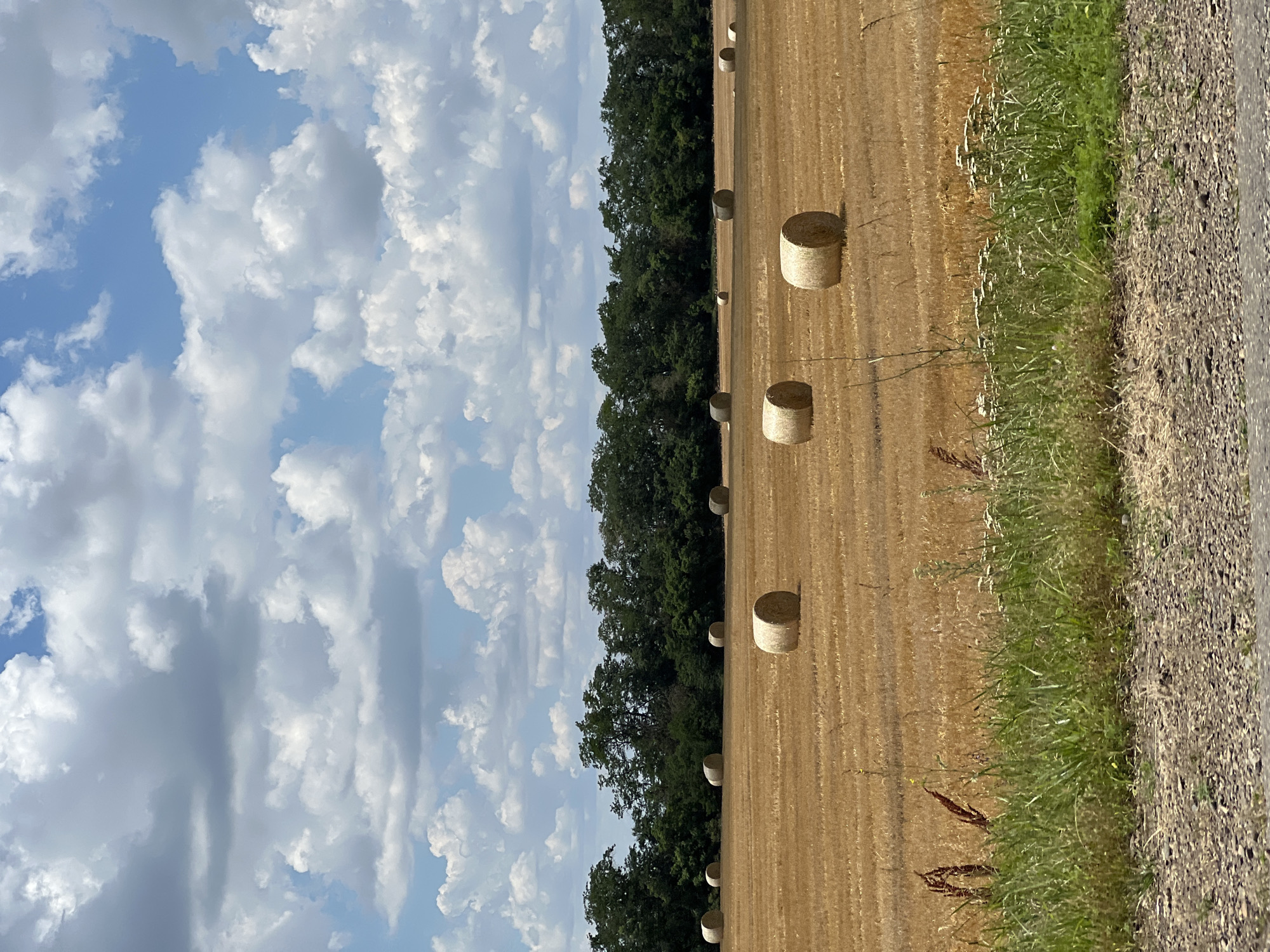 A field of golden hay bales is under a bright blue sky with fluffy white clouds. In the background, a dense line of green trees forms a natural border. The foreground shows a strip of green grass and some wildflowers, with a gravelly road at the very bottom of the frame. The scene is peaceful and idyllic, suggesting a rural setting.