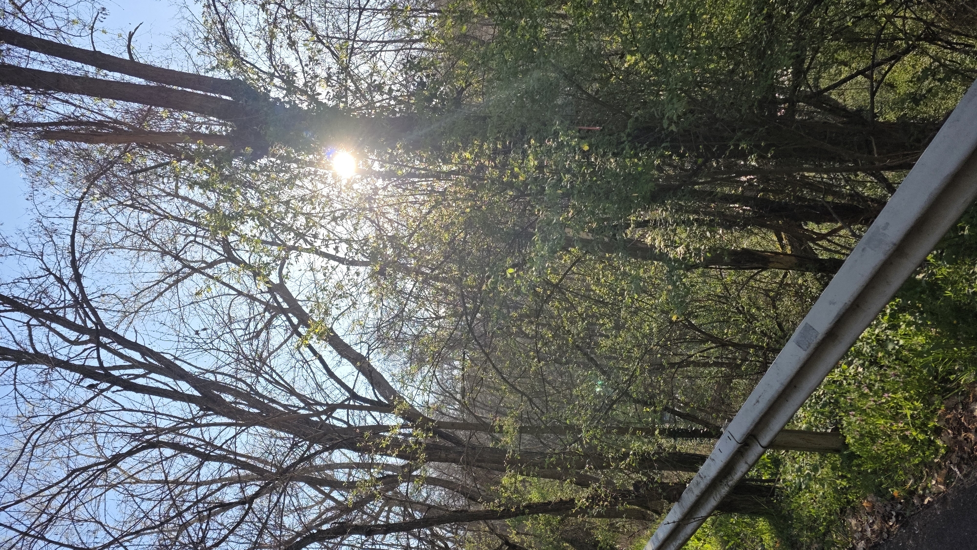 The image shows a view of a tree line with sunlight shining through the branches. A guardrail is visible in the lower right foreground. The sky is blue. The location is Blagoevgrad, Bulgaria.