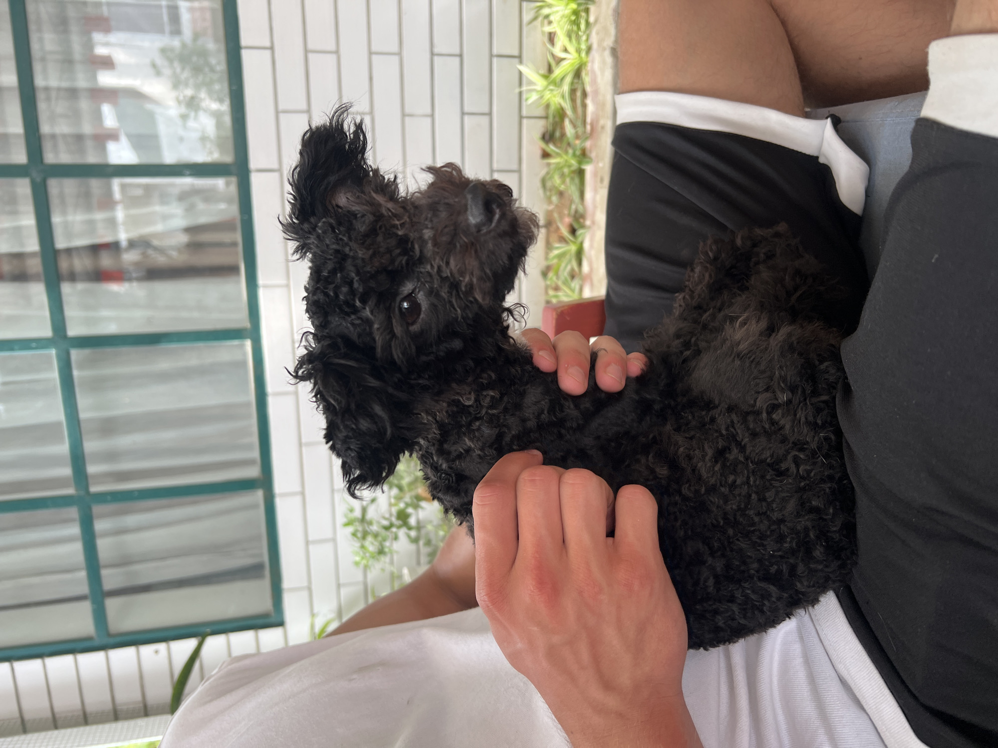 A person is holding a black poodle in their lap. The person is wearing a white shirt and black shorts with a white stripe. The dog is facing away from the viewer. In the background there is a window with a green frame and white tiled walls. The location is Bac Nha Trang Ward, Vietnam.