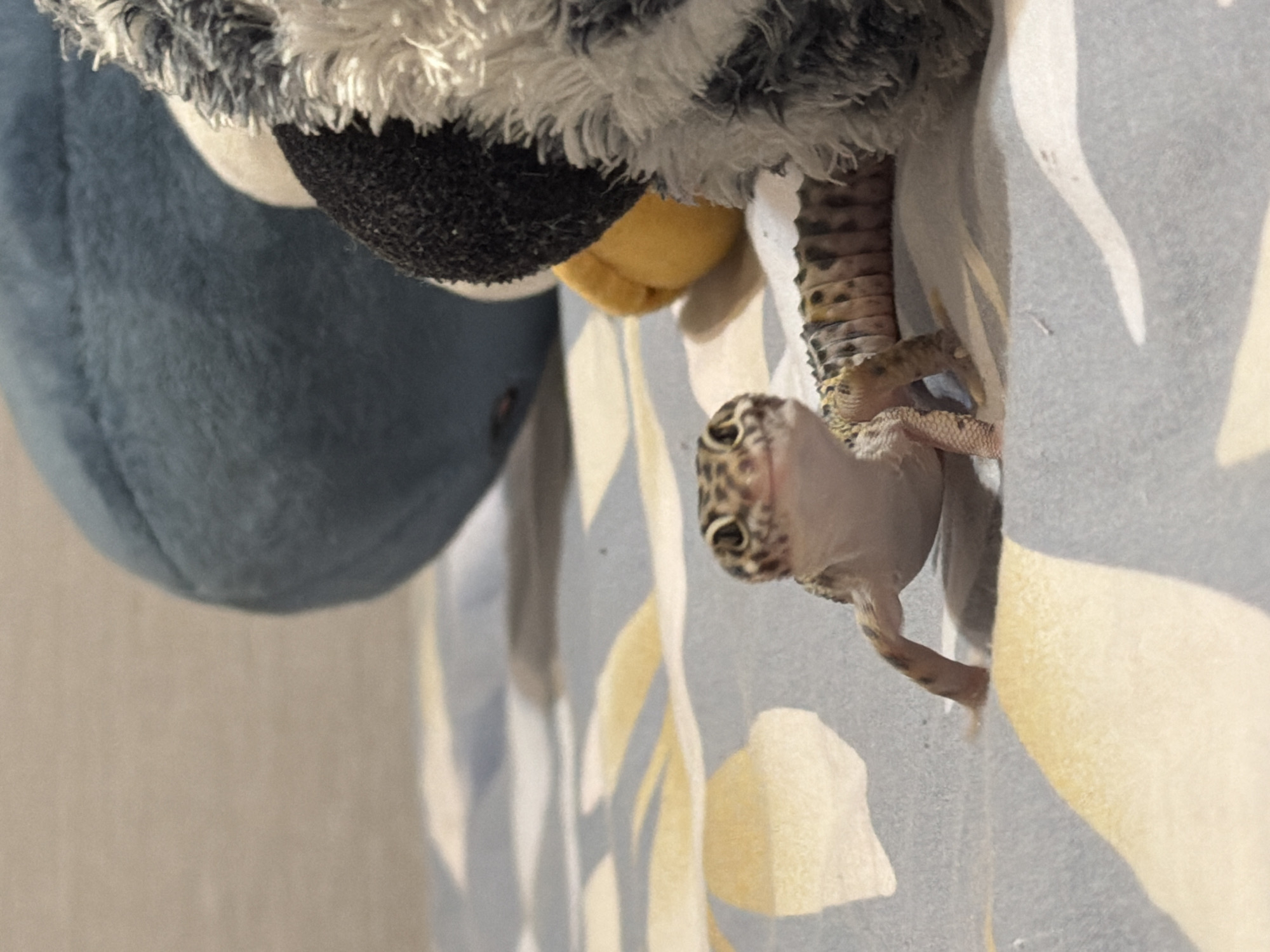 A gecko is perched on a patterned surface, possibly fabric or bedding, with part of its body obscured by a plush toy. The toy has a blue, gray, and white color scheme with a textured black patch and a yellow beak. The gecko's head is visible and facing the viewer, displaying the characteristic spotted pattern of its species. Its tail extends upwards and the legs are gripping the patterned surface. The background is partially out of focus, but appears to be a light-colored wall. It is not possible to discern that the location is Izhevsk, Russia, from the image alone.