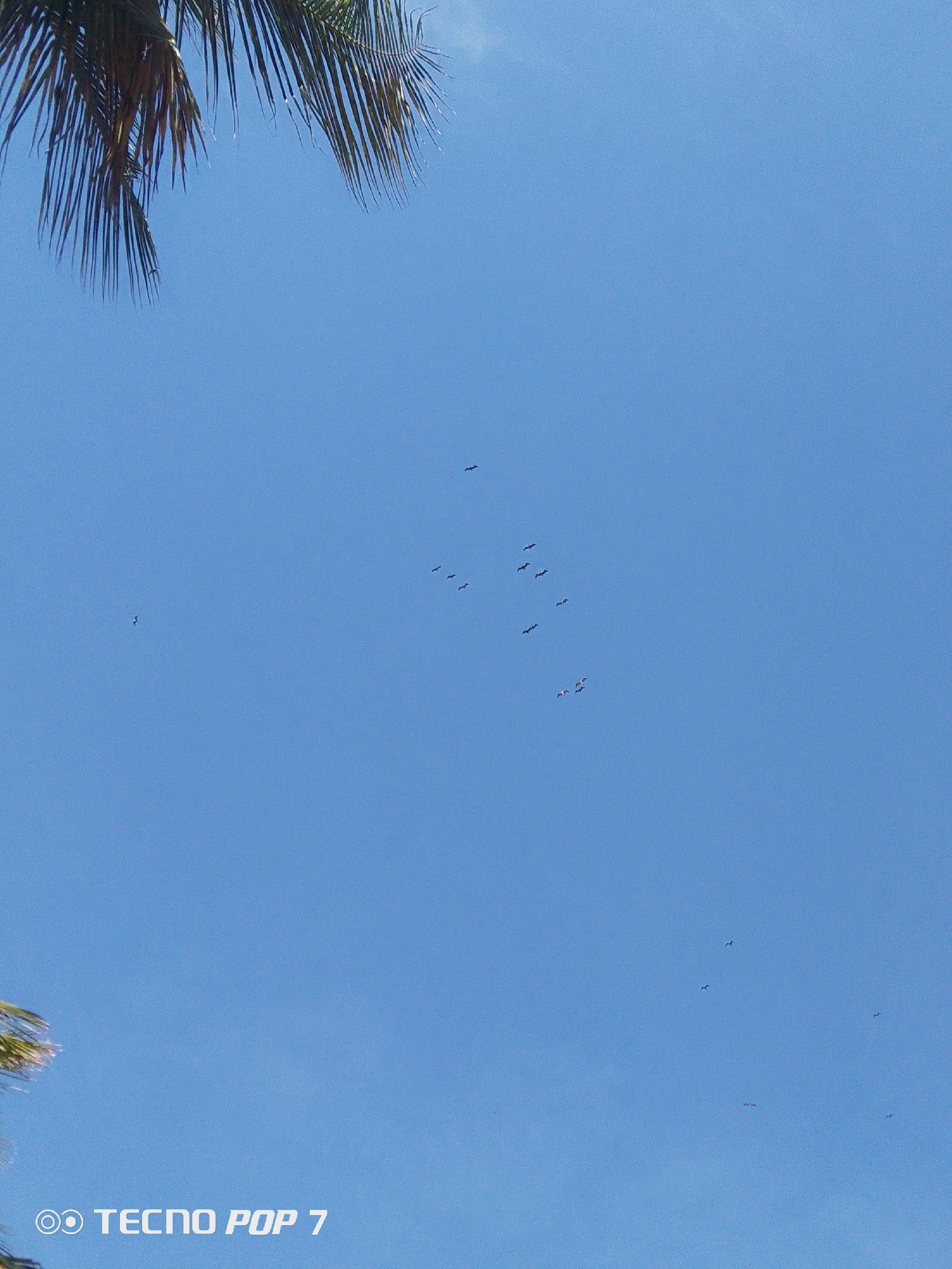 The image displays a clear, bright blue sky, suggesting a sunny daytime scene. In the upper left and extending across the top, dark green palm fronds are visible, indicating a tropical or subtropical environment. A flock of approximately 15-20 birds, appearing as small dark silhouettes, is scattered across the mid-ground, actively flying against the blue backdrop. Some birds are clustered together, while others are more isolated. The birds are too distant and small to identify specific species. The overall scene is serene and open, with no human subjects or man-made structures visible apart from the device watermark. In the bottom left corner, the text "TECNO POP 7" is watermarked, indicating the camera used. The tropical vegetation aligns with the provided location context of Pedro González, Venezuela.