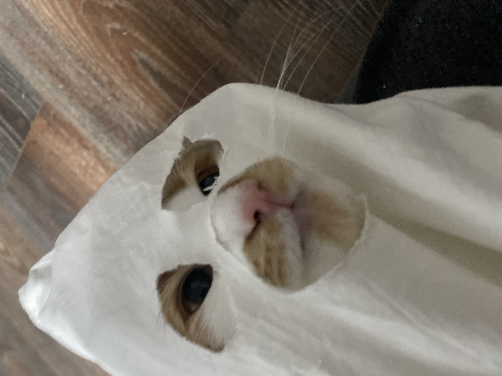 An eye-level shot captures a white and ginger cat peeking through a white sheet, which is fashioned to resemble a ghost costume. The cat's face is the central focus, looking directly towards the viewer. Two roughly cut holes in the sheet reveal the cat's dark, curious eyes, while a larger, irregular opening exposes its pink nose and ginger-patterned muzzle and chin. White whiskers extend from the sides of its face, protruding beyond the sheet.
The white sheet covers most of the cat's body, creating soft folds and a spectral appearance. In the background, a light brown and grey wooden floor is visible, suggesting an indoor setting. A dark, possibly fabric, object is partially visible in the upper right corner. The lighting appears even, highlighting the cat's features and the texture of the sheet. The image is tilted slightly, giving a dynamic perspective. There is no visible text in the image. The scene conveys a playful and humorous moment with the cat in its makeshift costume. This image is located in Razgrad, Bulgaria.