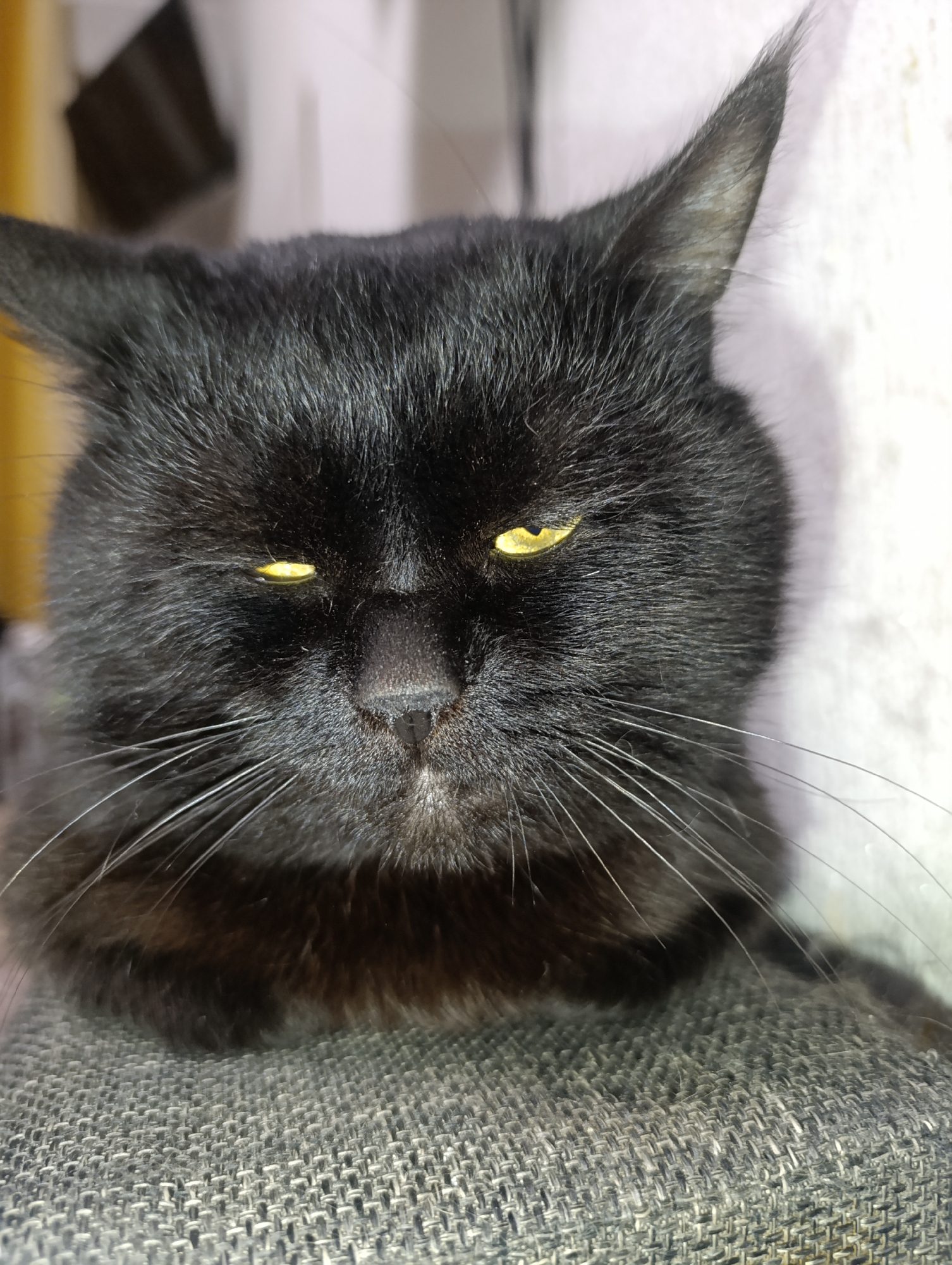 A close-up, eye-level shot focuses on the face of a black cat with bright yellow eyes, seemingly annoyed or sleepy. The cat's fur is dark and appears slightly tousled. Its whiskers are long and white, fanning out from its muzzle. The cat is positioned on a textured gray surface, possibly upholstery, with the background out of focus, showing hints of light and dark shapes, suggesting an indoor setting. There is no information in the image that indicates a location in Zlatopil, Ukraine.