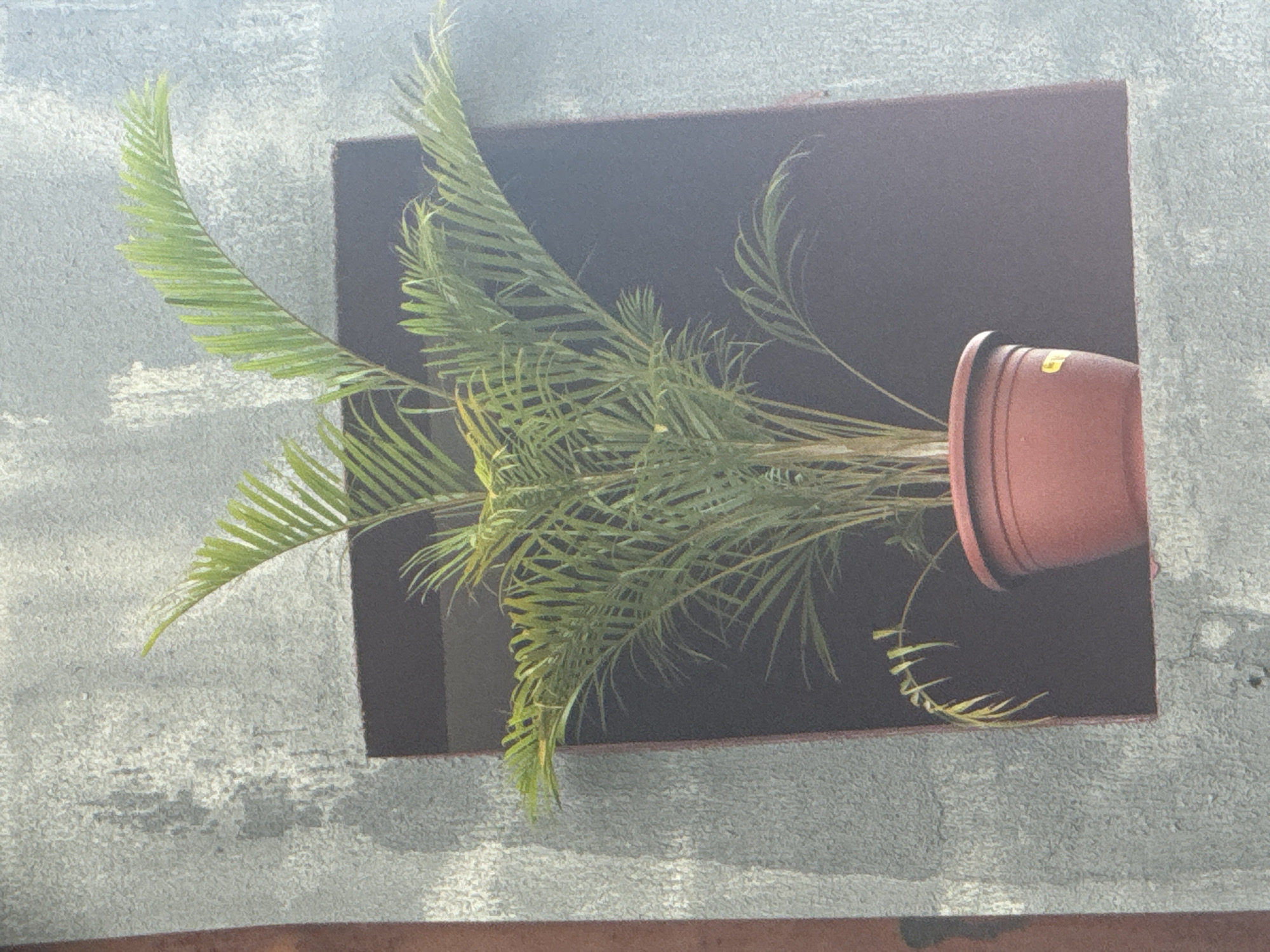 A potted palm plant, likely a parlor palm (Chamaedorea elegans), is positioned in a recessed dark brown frame against a textured gray wall in Awka, Nigeria. The plant has numerous fronds with thin, linear leaflets, appearing healthy with vibrant green foliage, though some lower leaves show slight yellowing. It is contained in a reddish-brown plastic pot, which has a yellow sticker on its side. The wall has a rough, uneven surface with visible shadows cast from an unseen light source, creating a dappled effect. The overall scene suggests an outdoor setting, possibly a building exterior or a patio.