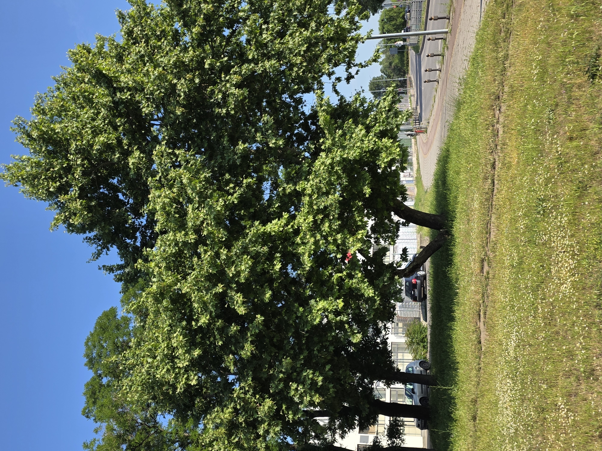 The image depicts a street scene in Plovdiv, Bulgaria, featuring trees, grass, a sidewalk, and parked cars. The trees are lush and green with dense foliage, filling a significant portion of the frame. To the right, there is a strip of green grass interspersed with small white flowers. A sidewalk runs alongside the grass, separating it from the street where cars are parked. The sky is clear and blue, visible through the gaps in the trees. The overall environment suggests an urban setting with natural elements.
