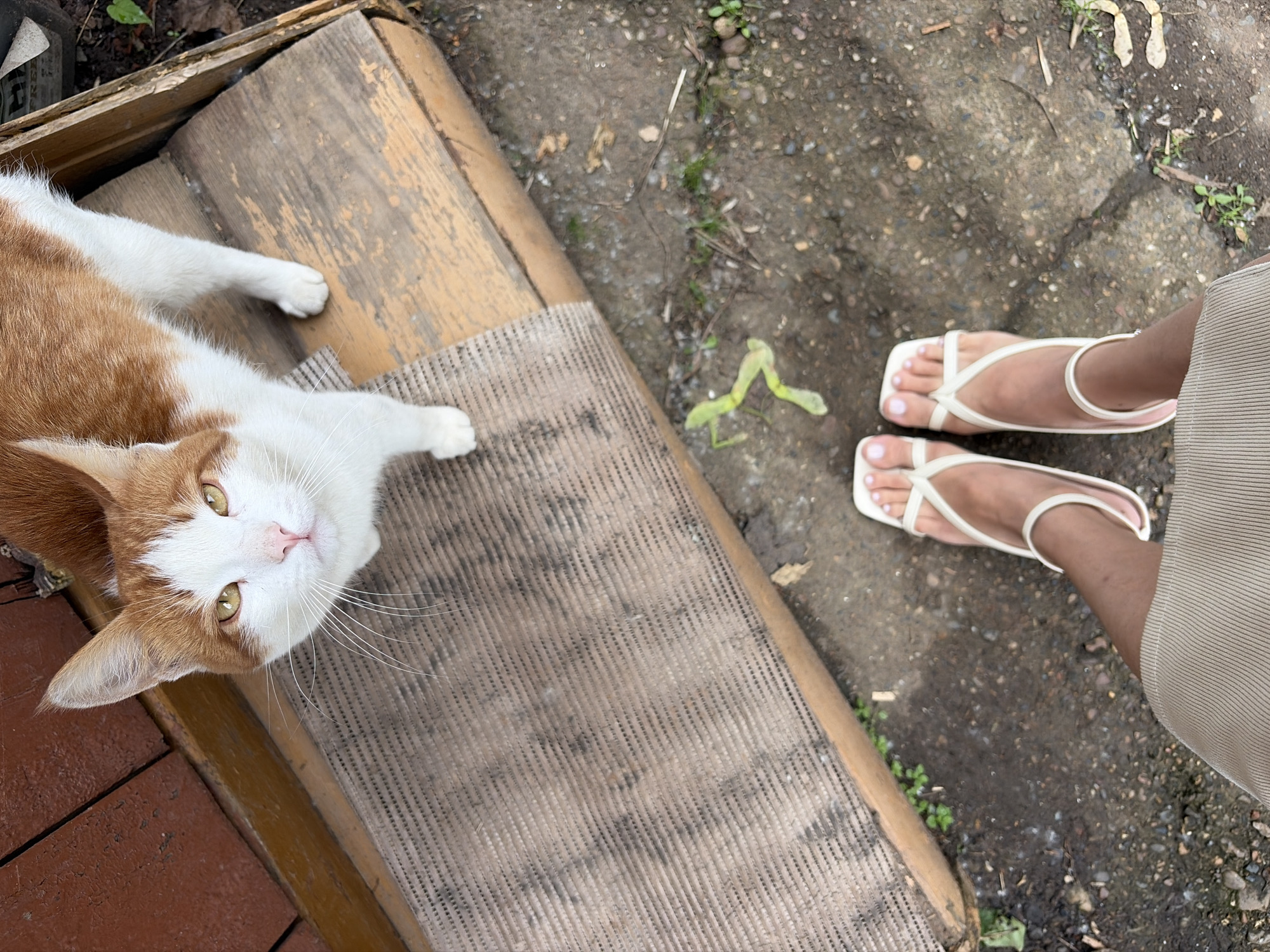 The image presents an overhead view of an outdoor scene, featuring a domestic cat and a person's feet. On the left side of the frame, a cat with orange tabby and white fur is lying on a light brown, woven mat, which covers a wooden structure, possibly a low bench or step. The cat's head is tilted upwards, looking directly at the camera with alert, light green eyes. Its white muzzle and long whiskers are clearly visible.
To the right of the cat and wooden structure, a person's feet are visible, clad in white, open-toed sandals. The person stands on a patchy ground composed of dark soil, small pebbles, and scattered green vegetation. A light-colored, possibly beige or cream, garment covers the person's lower legs. The scene appears to be under natural daylight, with soft lighting and no harsh shadows. There are a few light green, leaf-like shapes on the ground near the person's feet. The overall impression is a casual, outdoor moment, possibly in a backyard or porch area, with the cat seemingly engaged with the person taking the photo. No discernible text is visible within the frame.