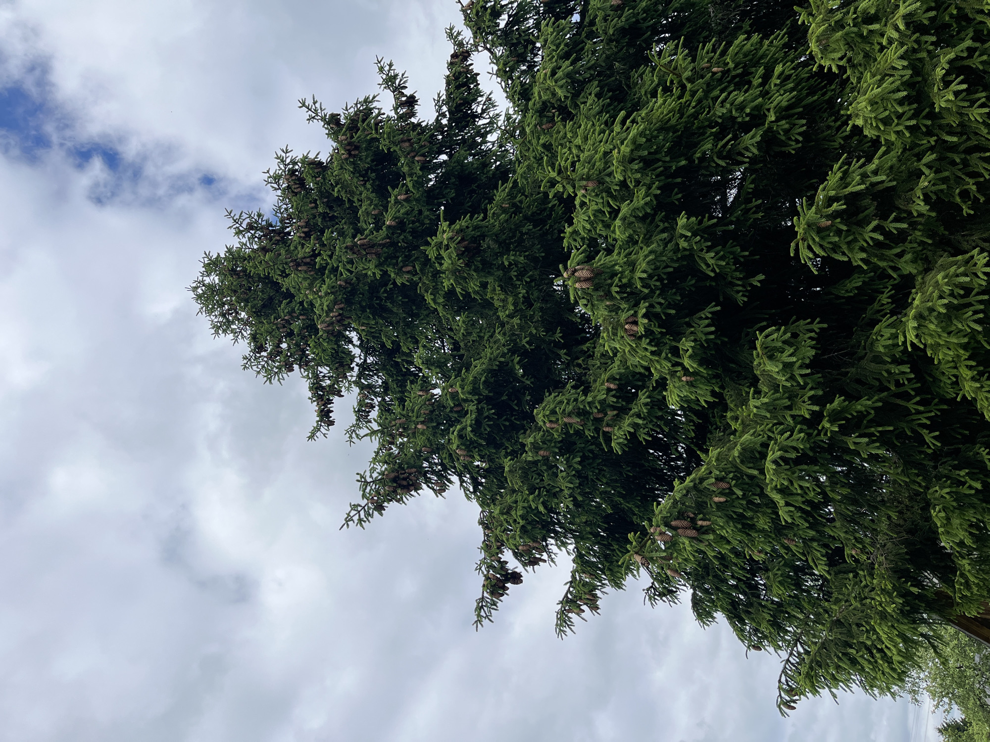 The image shows a tall evergreen tree with many brown cones attached to its branches. The view is from below, looking up at the tree against a cloudy sky. The sky is mostly overcast with some patches of blue. The tree appears healthy and dense. There is an indication of being in the city of Мшинская, Russia.