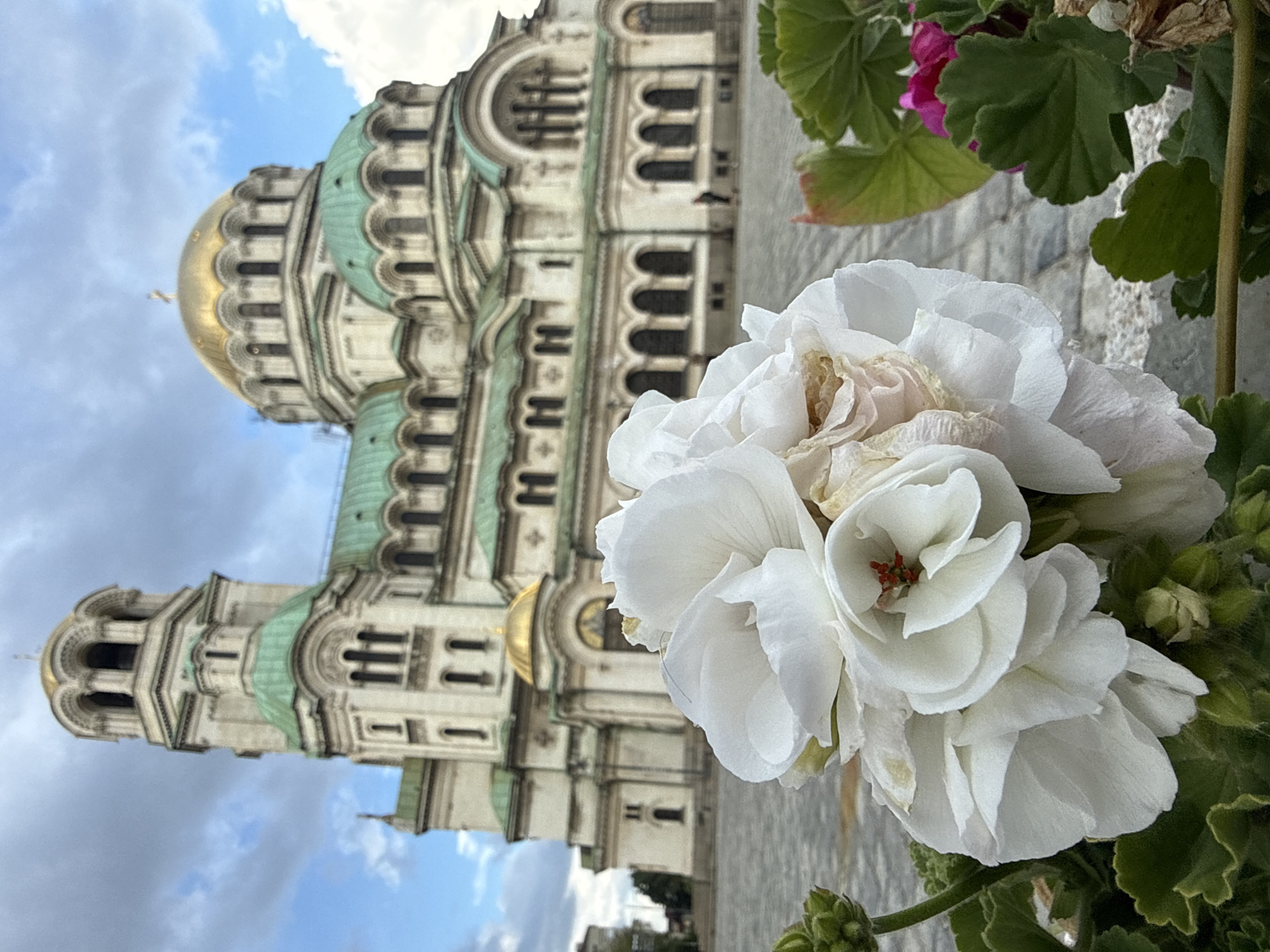 The image is a ground-level, eye-level, medium shot of a white flower cluster with green leaves in the foreground, and the St. Alexander Nevsky Cathedral in Sofia, Bulgaria in the background. The cathedral is made of off-white stone with green domes and golden spires. The sky is light blue with white clouds.