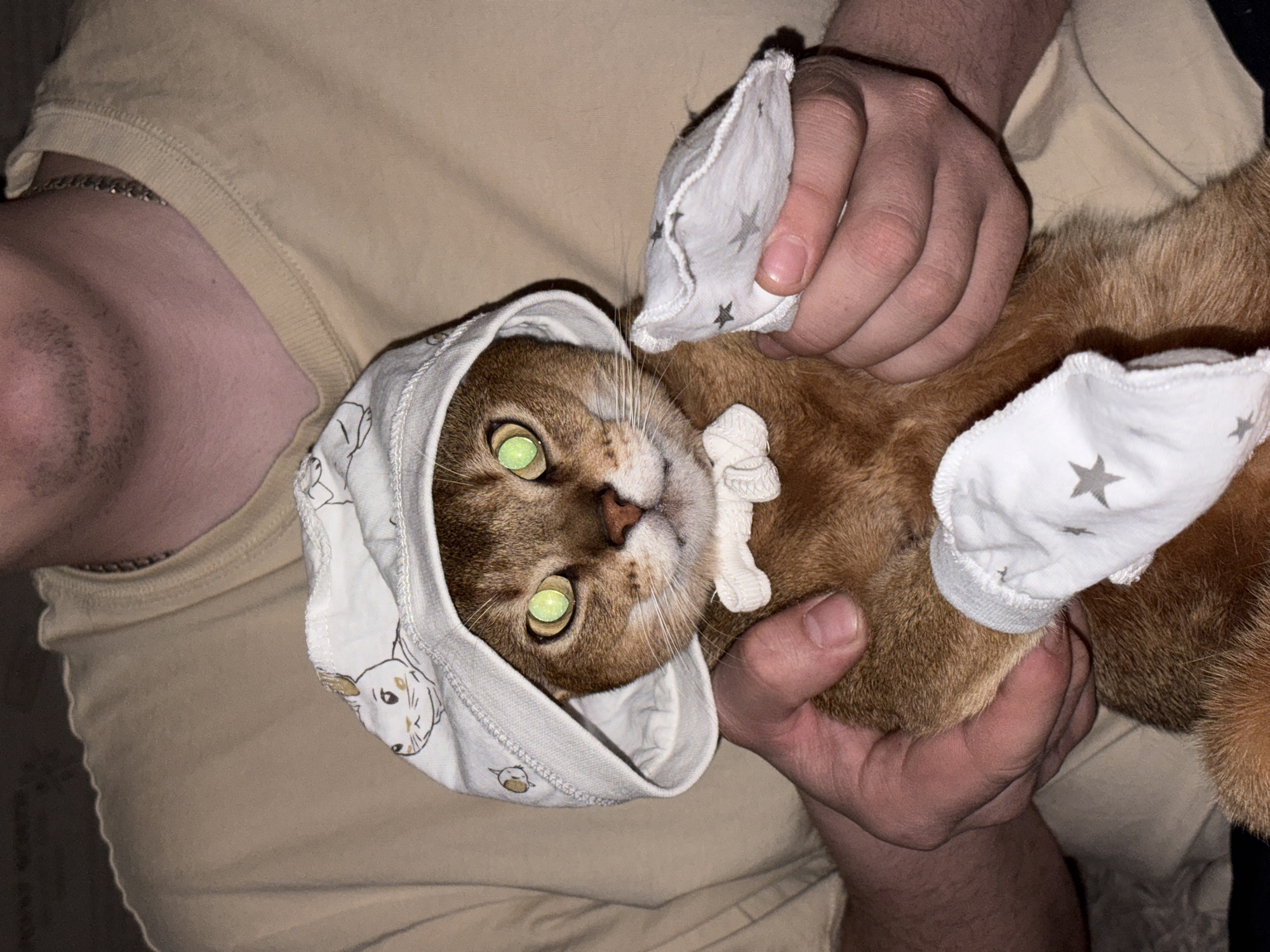 An Abyssinian cat, characterized by its reddish-brown fur, is centrally depicted, being held by a person in an indoor setting in Chaikovsky, Russia. The cat wears a white fabric hat with a cartoon rabbit pattern, a small white fabric bow tie around its neck, and white fabric paw covers adorned with grey star patterns on its front paws. Its eyes exhibit a prominent green reflection, indicative of flash photography. The person's torso, arms, and hands are visible. They wear a light-colored, possibly beige or tan, crew-neck t-shirt and a chain necklace. The person's hands securely support the cat. A slight stubble is visible on the person's neck/jawline. The background consists of soft, light-colored fabric, suggesting a domestic environment.