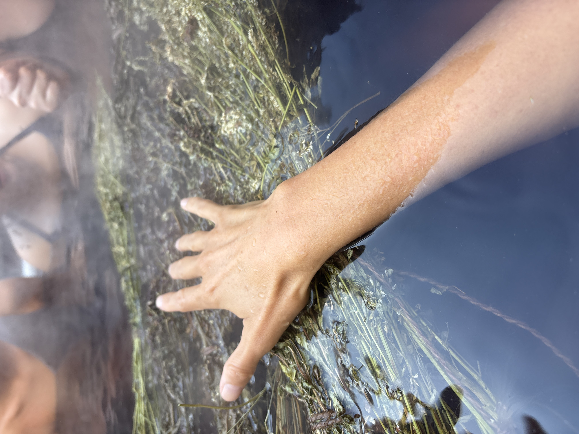 The image displays a close-up, high-angle view of a human arm and hand within a natural water body in the city of Bely Klyuch, Russia. A light-skinned right forearm and open hand are partially submerged in dark, clear water, with individual water droplets visible on the skin above the waterline. The hand is extended into a dense, submerged accumulation of green and brown aquatic vegetation, appearing to make contact with it. The water surface exhibits subtle ripples, and a faint mist or steam rises from the water, particularly in the upper portion of the frame. In the blurred background, partially obscured by this mist, the upper torsos and arms of at least two other individuals are discernible, also submerged in the water. One individual is visible wearing a dark-colored garment consistent with a swimsuit top. The environment is consistent with a natural aquatic setting containing abundant plant life and suggesting warm water.