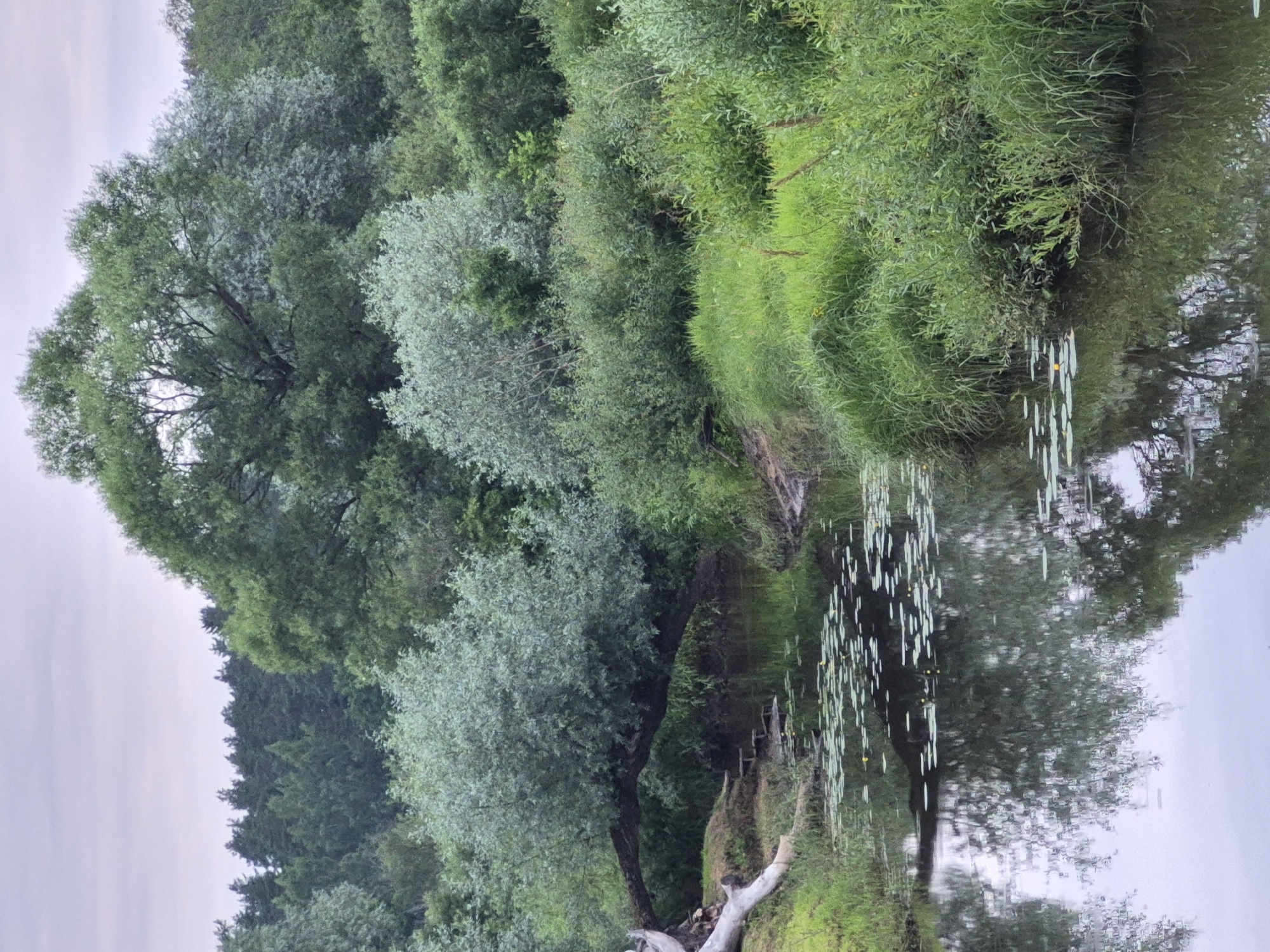 The image displays a natural scene by a body of water, likely a river or lake, in Sooblase, Estonia. The foreground features the water's surface, reflecting the surrounding trees and vegetation. Scattered across the water are several lily pads, some with small yellow flowers. The bank on the right is densely covered with lush green grass and trees, creating a vibrant, verdant landscape. On the left side of the image, a large tree with a lighter, grayish-green foliage dominates, its branches reaching out. Behind it, a dense forest of dark green trees stretches towards the horizon. The sky above is overcast and a pale gray, suggesting a cloudy day. A fallen log rests on the bank near the water's edge, adding a rustic element to the scene. The overall impression is one of peaceful tranquility and natural beauty, typical of a rural, temperate environment. No people, objects, or text are prominently visible in the image.