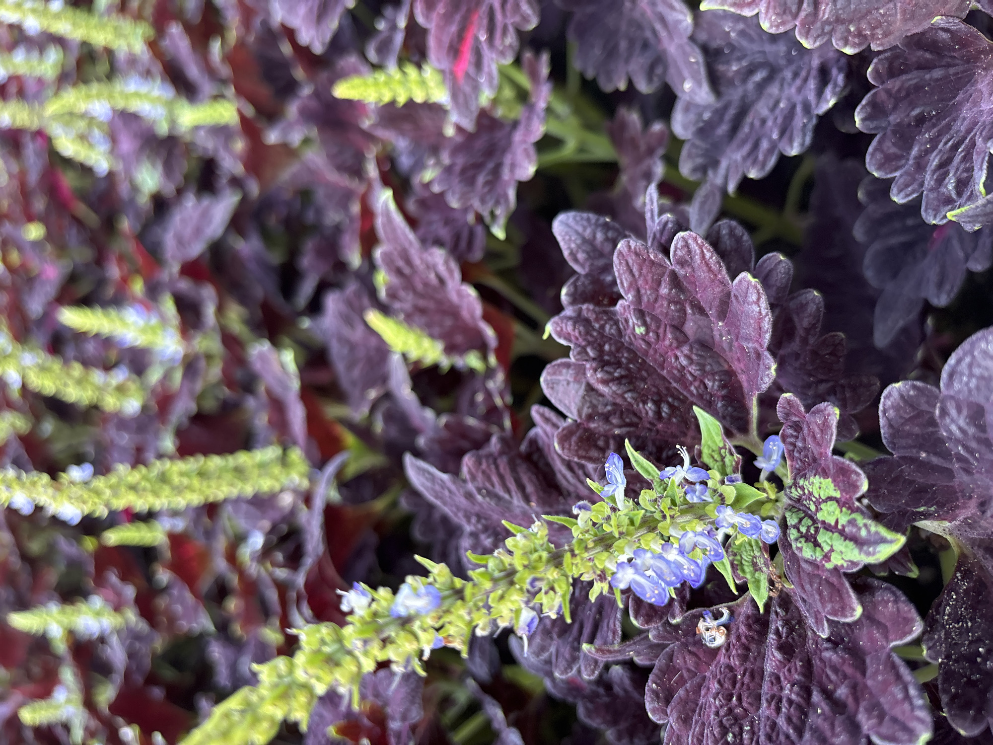 A close-up, eye-level, vertical shot showcases a cluster of coleus plants with dark purple and green leaves. In the center, a spike of small, light blue flowers emerges from a lime-green stem. The coleus leaves are ruffled and textured, with some appearing slightly dusty. In the background, more coleus plants are visible, creating a dense foliage effect. The lighting is soft and diffused, suggesting an overcast day or a shaded location. The scene is likely from a garden or park, as coleus is a common ornamental plant. While the specific location within Sochi, Russia cannot be determined from the image alone, its vibrant foliage and flowering accent suggest a well-maintained outdoor space. There are no people or animals present in the image.