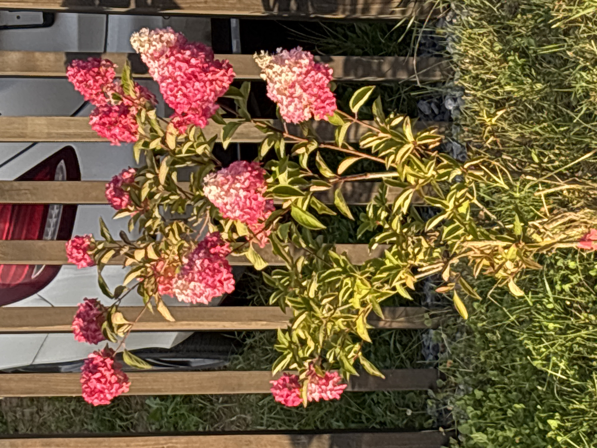 The image captures a vibrant flowering plant with pink hydrangea blooms and green and yellow variegated leaves, positioned in front of a wooden fence. Behind the fence, a white vehicle with a red taillight is partially visible, suggesting an outdoor setting, possibly a residential yard or garden in Zvenigorod, Russia. The ground is covered with green grass and some clover. The lighting indicates it is daytime, with sunlight casting shadows and highlighting the plant's colors. There are no people or animals in the frame.