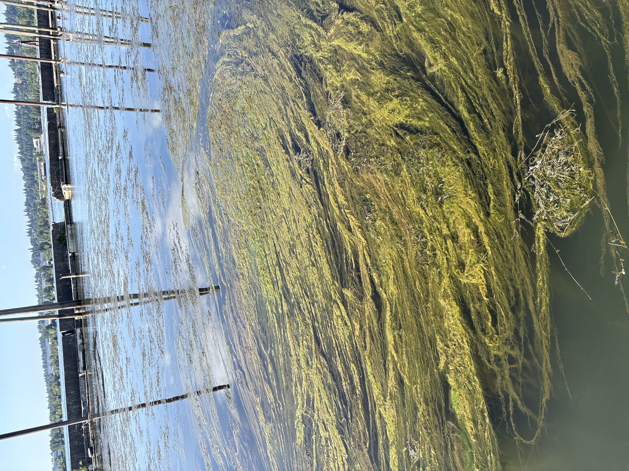 The image depicts a body of water, likely a lake or river, in Portland, Oregon, USA. The water is partially covered with dense mats of greenish-yellow aquatic vegetation, creating swirling patterns. In the background, a concrete seawall with wooden pilings is visible, and beyond that, a tree-lined shore with buildings suggests an urban or suburban setting. The sky is clear and blue, with reflections of the pilings and clouds visible on the water's surface. The overall impression is of a natural environment within or adjacent to a developed area.