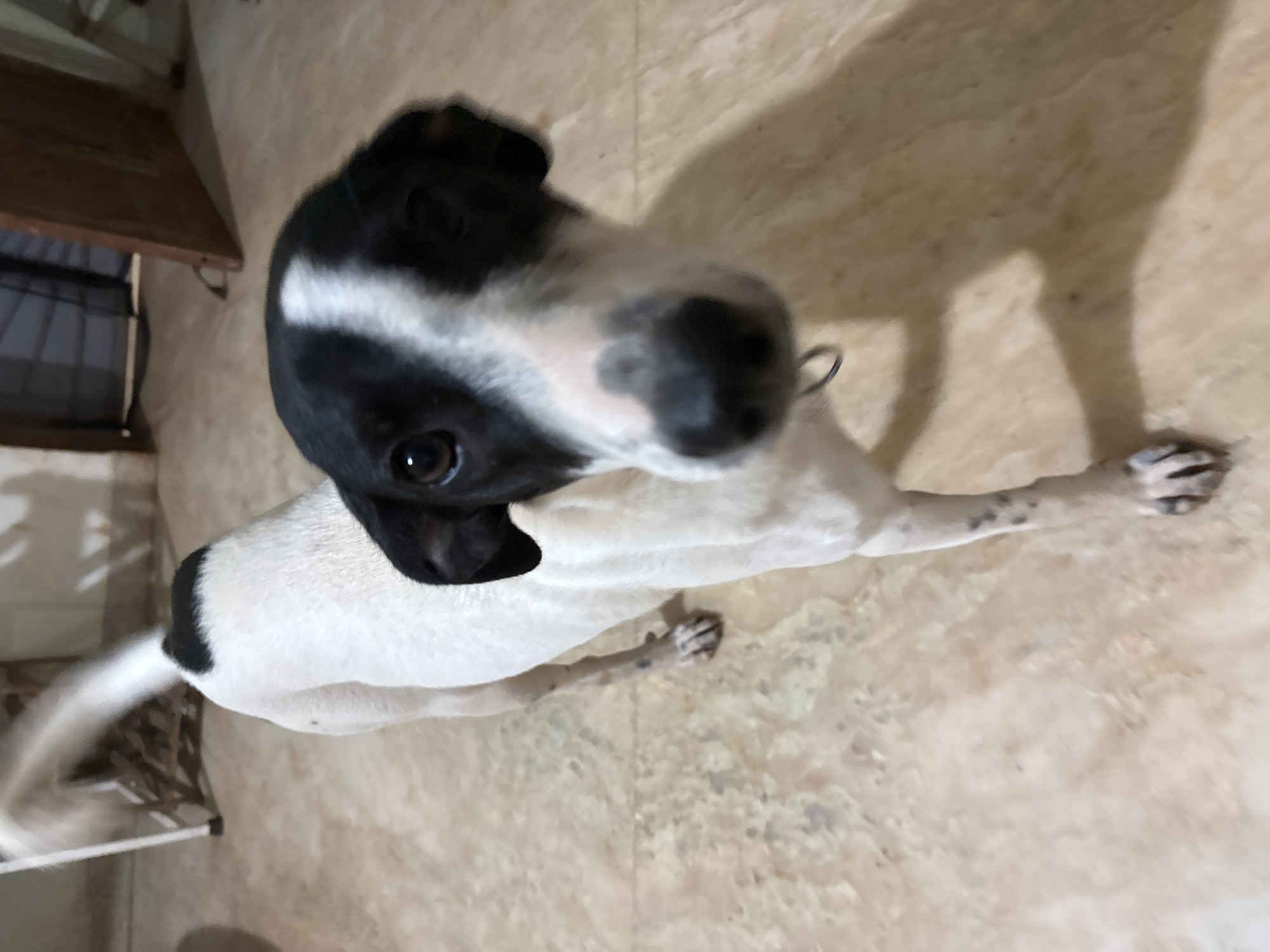 A black and white dog with floppy ears stands on a beige tiled floor. The dog is facing forward, with its head slightly tilted. Its body is mostly white with black markings on its head and a black patch on its back. The dog appears to be in an indoor setting, possibly a home. The background shows a wall and a wooden door, suggesting an urban or residential environment. The image is taken from a slightly low angle, looking up at the dog.