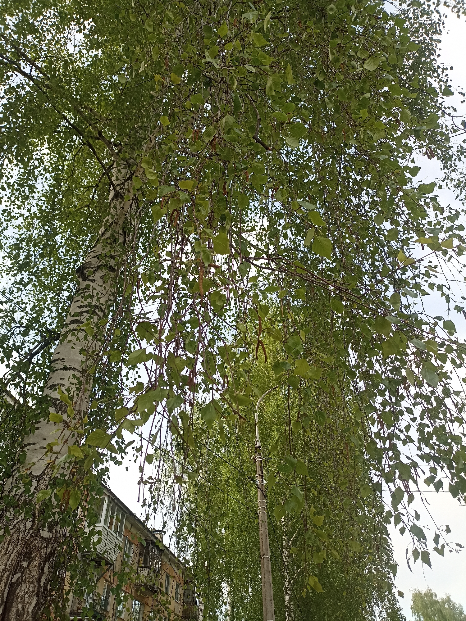 The image is a low-angle shot of a birch tree in an urban environment. The tree's white bark is prominently visible on the left side of the frame, extending upwards. The tree is covered in green leaves. A building can be seen partially obscured by the tree on the bottom left. A street light is partially visible among the tree branches towards the center of the image. The sky is visible through gaps in the foliage. The location is in the city of Unknown, Unknown.