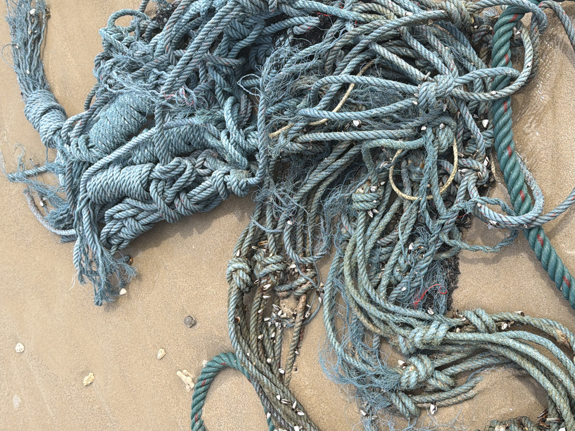 The image depicts a close-up, high-angle view of tangled, blue and green ropes lying on a sandy beach, likely in Bang Muang, Thailand. The ropes are of varying thicknesses and textures, with some appearing frayed and weathered. Small white barnacles are attached to many of the ropes, indicating they have been in the water. The sand is light brown and appears wet in some areas, suggesting the tide has receded or is currently in. Scattered on the sand are a few small, light-colored pebbles and shells. There are no people or animals visible in the scene. The lighting suggests it is daytime, with soft shadows cast by the ropes. The overall impression is one of discarded fishing gear or debris washed ashore.