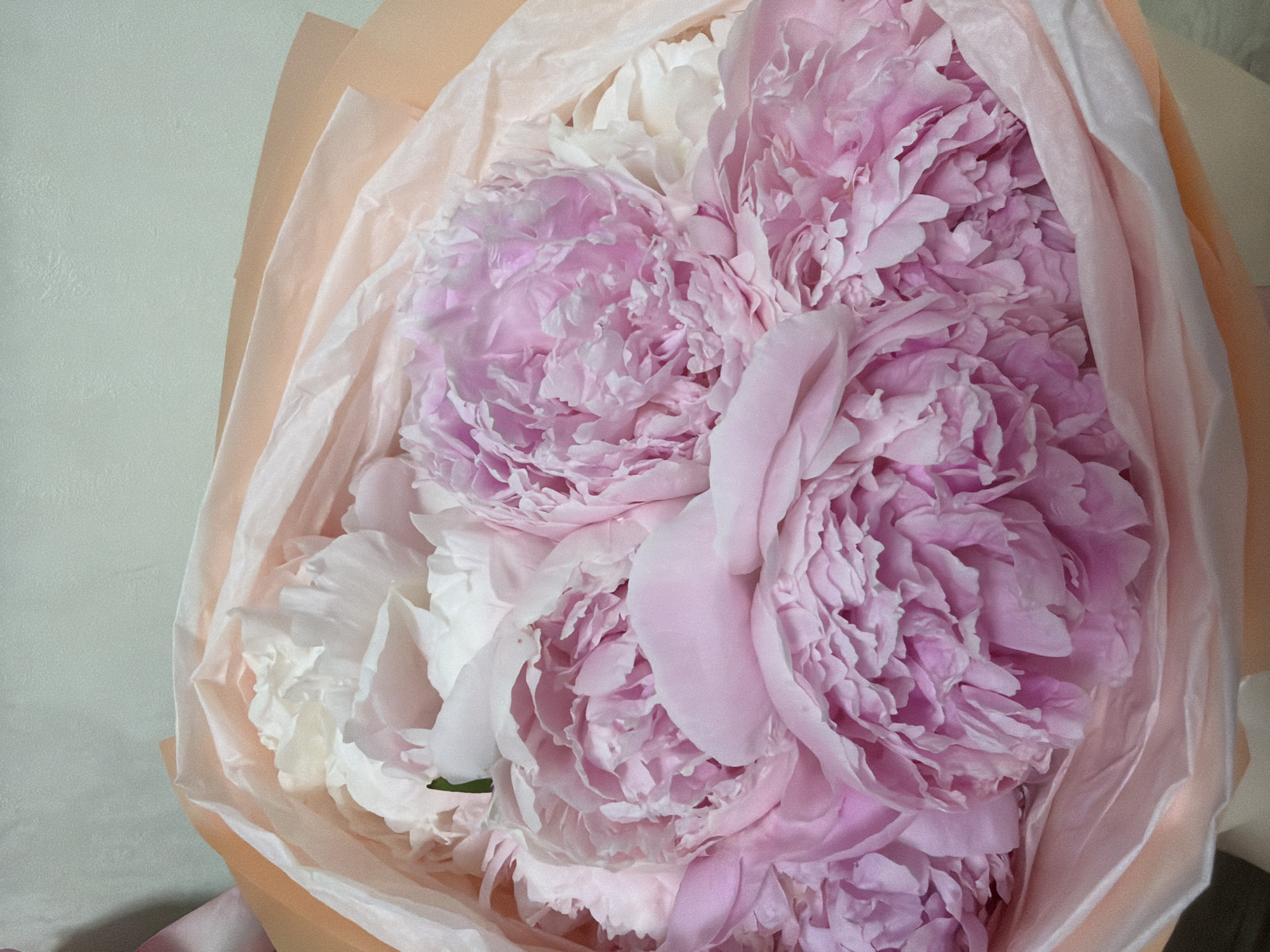 A close-up shot of a bouquet of pale pink and white peonies, nestled in peach and pink paper wrapping. The flowers are lush and full, with many ruffled petals. A light green stem is visible peeking out from behind some of the petals. The background is a soft, pale green wall with a textured surface. The lighting is soft and diffused, highlighting the delicate colors and textures of the flowers. The image is centered on the bouquet, with the flowers filling most of the frame. The overall impression is one of soft beauty and springtime freshness.