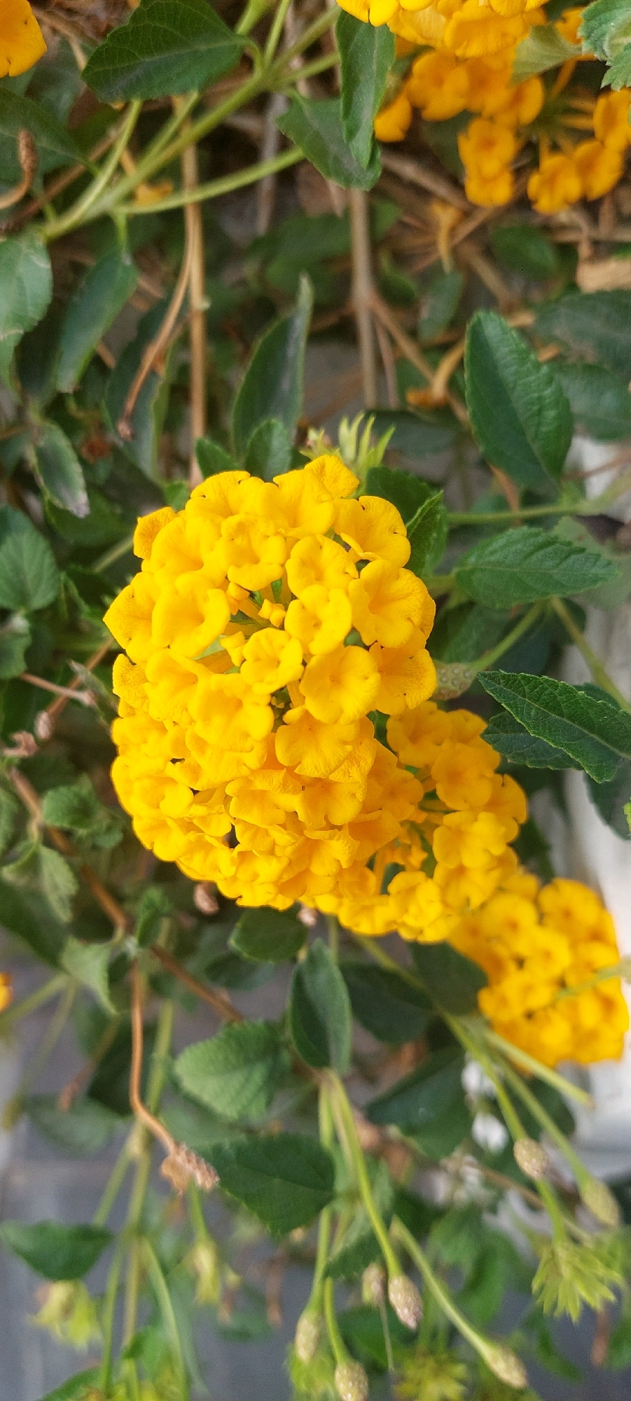 The image depicts a close-up of a cluster of vibrant yellow flowers, possibly Lantana, in bloom. The flowers are small and tubular, grouped together to form a dense, spherical inflorescence. Green, serrated leaves are visible surrounding the flowers, some in sharp focus and others blurred in the background. The overall setting appears to be outdoors, with natural light illuminating the subject. There are no people or discernible human activity in the frame. The background suggests a garden or natural environment, with hints of dried plant material and possibly a light-colored wall or surface. The image is taken from a vertical perspective. No specific location within Lumajang, Indonesia, can be identified from the visual information provided.