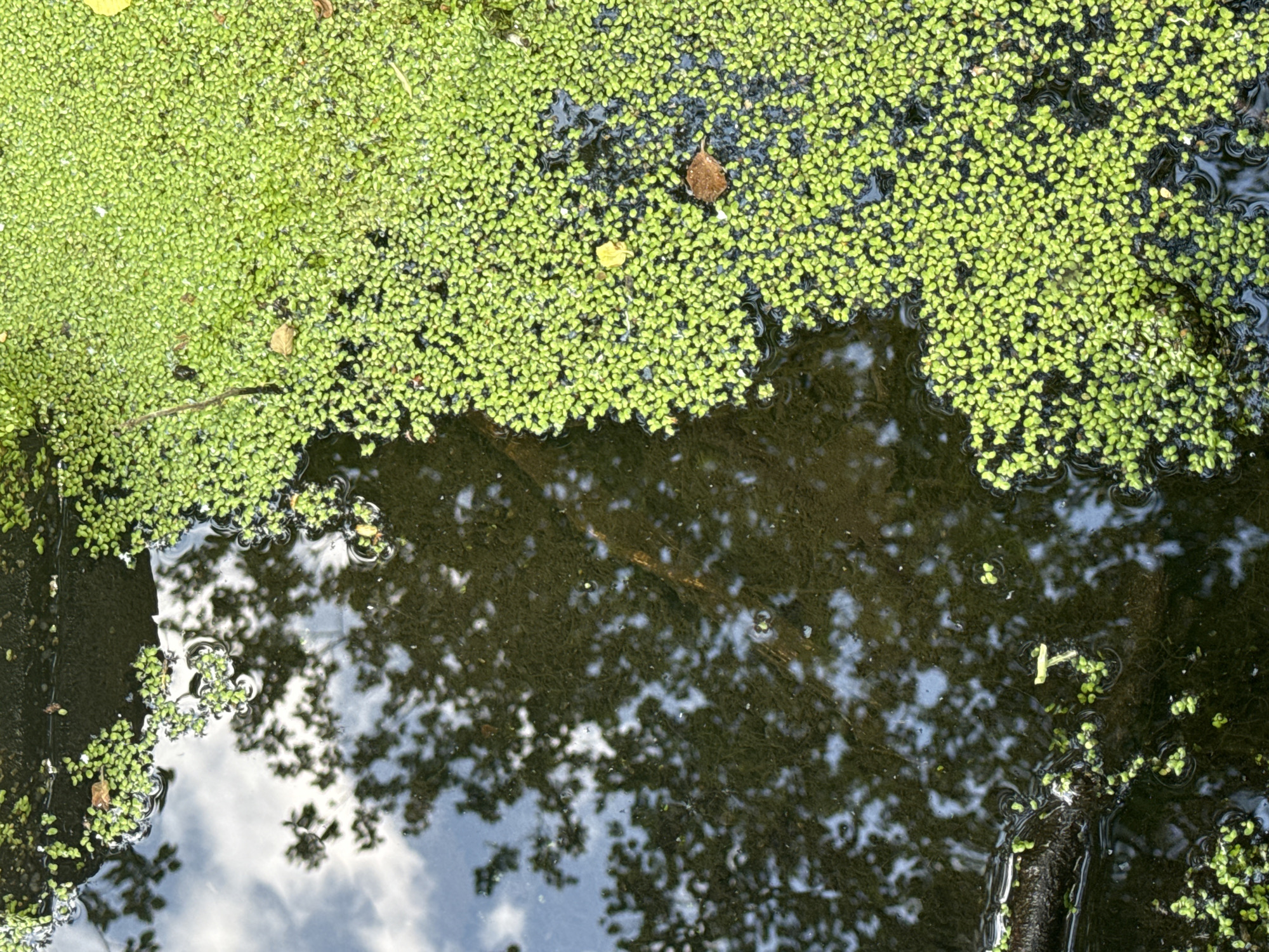 An overhead photograph depicts a body of water partially covered by dense aquatic vegetation, likely duckweed, under natural daylight. Approximately two-thirds of the water's surface, predominantly on the right and upper edges of the frame, is blanketed by a vibrant, bright green layer of these small plants. The remaining one-third, located on the left and lower portions, reveals clear, dark water with reflections of a cloudy sky and the silhouetted branches of an unseen overhead tree. Scattered within the green plant layer and occasionally in the clear water are a few small, desiccated brown and yellowish leaves. A dark, thick, elongated object, appearing to be a submerged branch or log, is visible in the lower-left quadrant, partially submerged with small ripples surrounding it. The water appears still or very slow-moving. No human subjects, animals, or man-made structures are present or identifiable within the scene. The image provides no specific visual cues to determine its location within the city of Saint Petersburg, Russia.