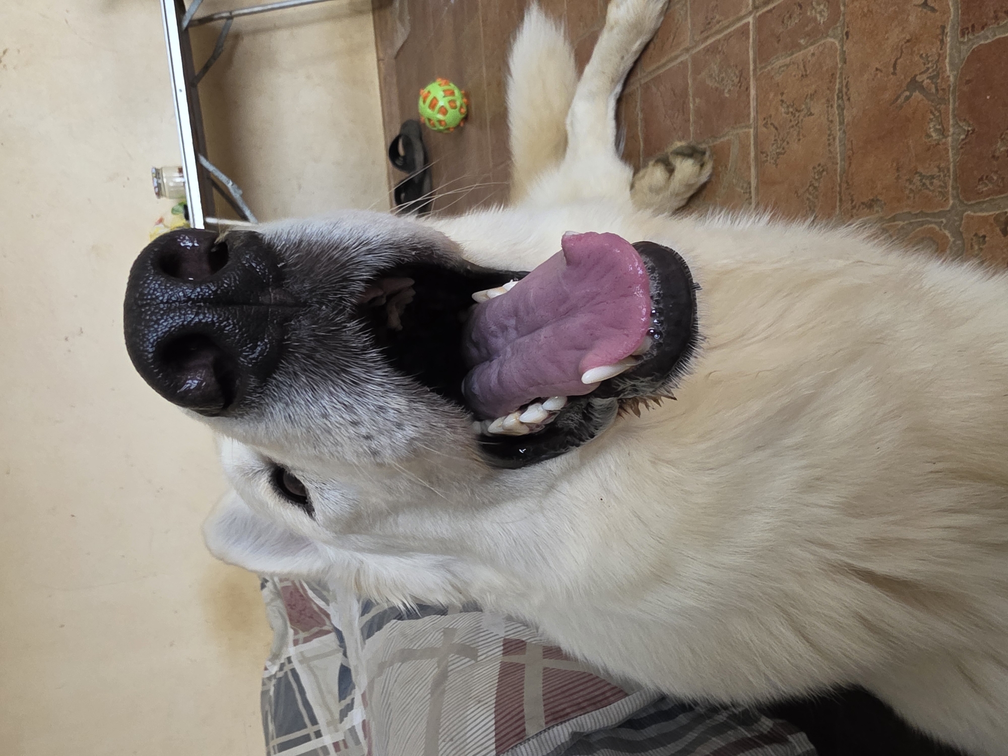 A close-up, low-angle, eye-level shot shows a large, white dog with its mouth wide open, revealing a pink tongue and white teeth. The dog's black nose is prominent in the foreground. The dog appears to be lying down on a tiled floor. Behind the dog, a plaid patterned blanket or cushion is visible on the left, and a folding table with a jar on it is in the background on the right. There are also a pair of dark sandals and a green and orange ball on the floor. The environment appears to be indoors, possibly a home. The city of Речицы, Russia is not identifiable from the image content.