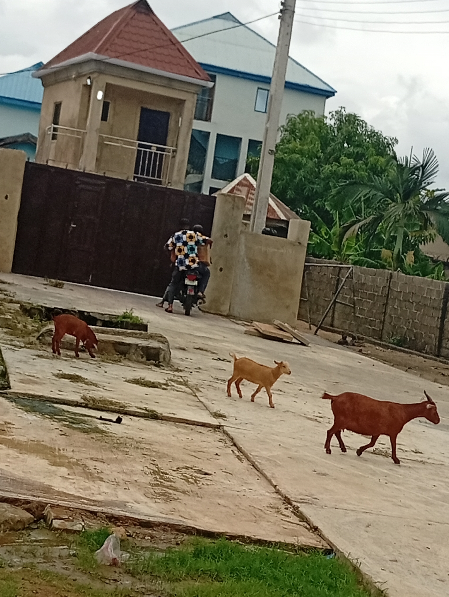 The image shows an outdoor scene with a few goats and a motorcycle with two people on it. In the background, there are buildings and trees. The ground is paved with concrete. One goat, a reddish-brown color, is walking to the right in the foreground. Another goat, a lighter brown color, is walking to the left in the middle ground. A third goat, also reddish-brown, is on the left side of the image, appearing to graze. Two people are riding on a motorcycle in the background, with the rider wearing a colorful patterned shirt. The environment suggests a semi-urban or rural setting.