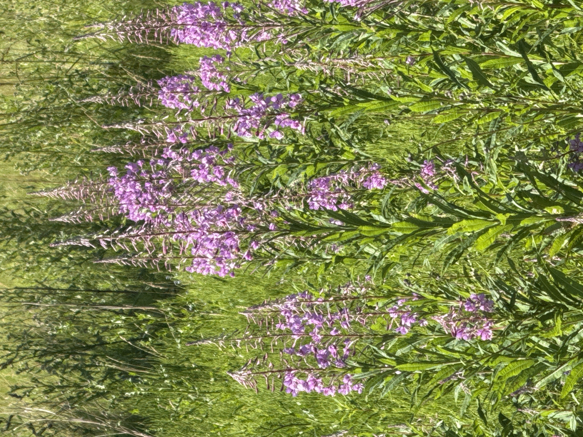 The image displays a field of tall, purple flowering plants, likely fireweed (Chamerion angustifolium), interspersed with lush green grass and foliage. The flowers are clustered in dense spikes at the top of the stems. The lighting suggests a sunny day, with shadows cast by the plants. The background consists of more dense vegetation, creating a natural, uncultivated landscape. The scene is characteristic of the rural environment found in and around Kołczewo, Poland, where such meadows and fields are common. There are no people or animals visible in the image.