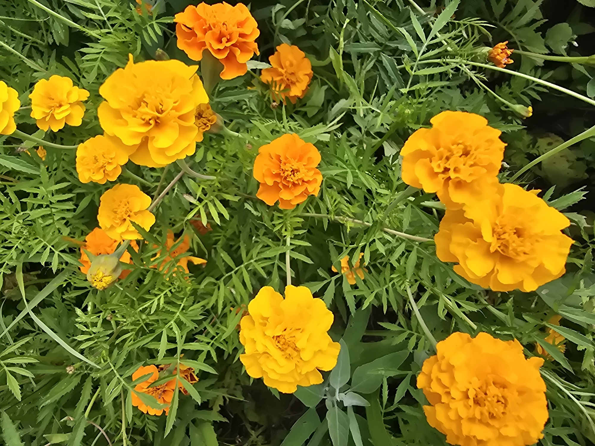 The image shows a close-up, overhead view of marigolds in a garden. The flowers are primarily bright orange and yellow, with some buds and darker green foliage. The scene appears to be outdoors, with natural lighting. No people or man-made objects are visible in the image, suggesting a natural or cultivated garden setting. The environment is lush with green leaves and stems. The specific location in Sofiivska Borshchahivka, Ukraine, is inferred from the prompt and not directly visible in the image itself.
