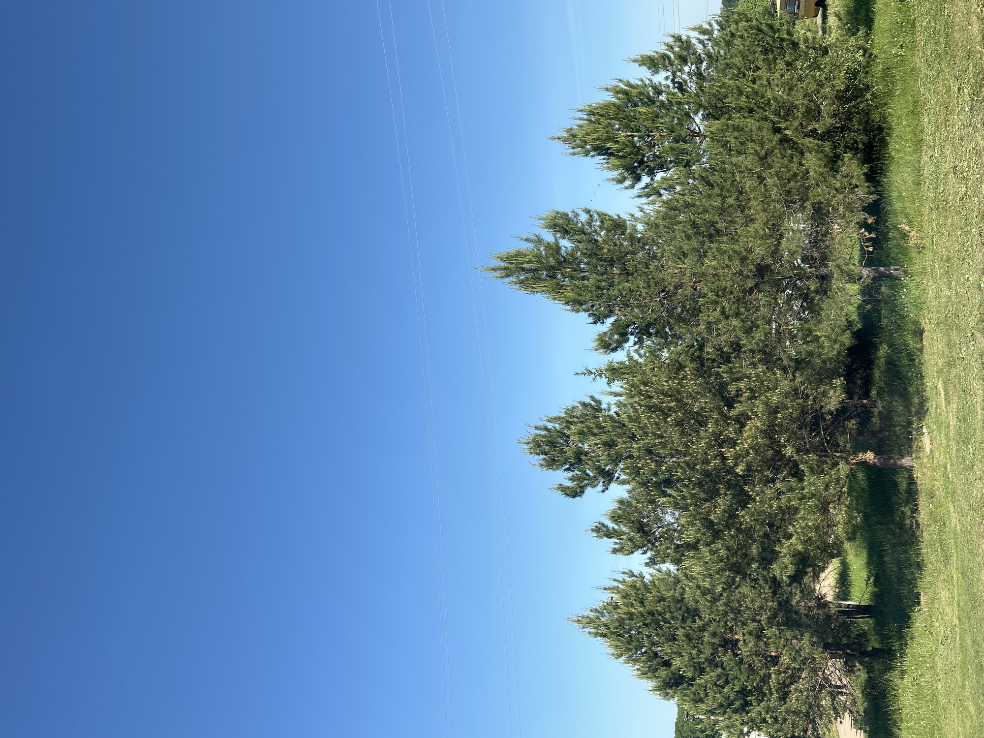 The image depicts a clear, bright blue sky filling the left half, contrasted by a row of green trees and a patch of grassy land on the right. Power lines stretch across the sky in the upper left. The trees appear to be coniferous, dense with foliage. Patches of sunlight and shadow are visible on the grass and around the bases of the trees. There is a light colored vehicle or structure partially visible in the upper right corner.
There is no indication of the specific location (Фоки, Russia).