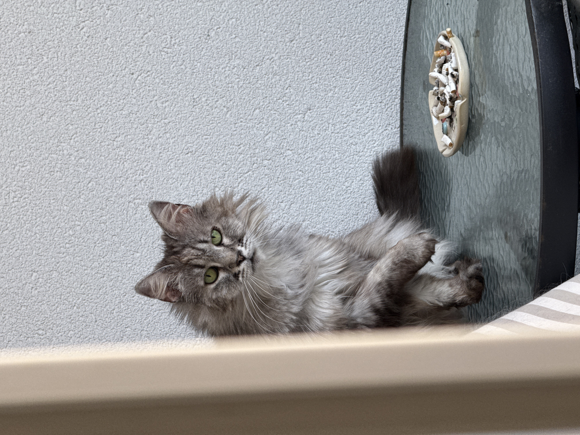 A gray, long-haired cat with green eyes is lying on its side on a beige ledge. The cat is facing the camera with its head tilted. Behind the cat is a textured gray wall and to the right is a glass table with a partially filled ashtray on top of it. The table leg is visible on the right and a striped cushion is partially visible in the lower right corner. The location is Unknown, Unknown.