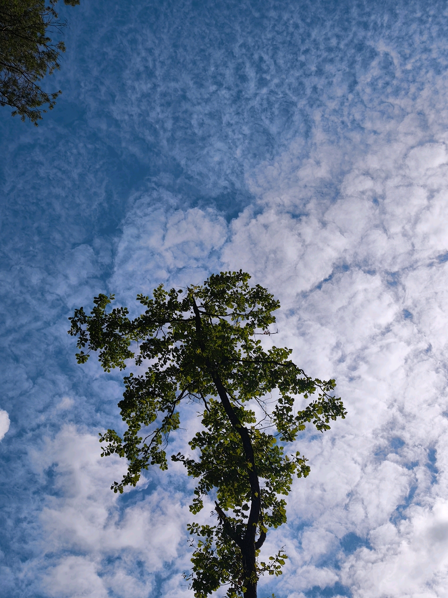 A low-angle shot captures a tree reaching towards a blue sky filled with wispy white clouds. The tree's green leaves and dark branches are silhouetted against the sky. The clouds are scattered, with some denser formations and thinner streaks. The overall scene is serene and natural, suggesting an outdoor environment.