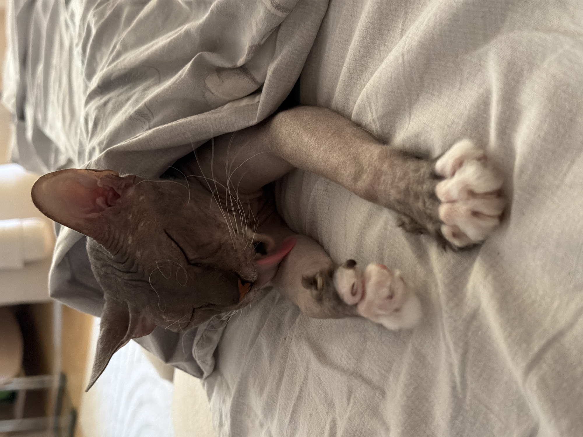 A hairless cat, likely a Sphynx breed, is lying on a bed under a light gray blanket. The cat's eyes are closed, and its tongue is extended, grooming its paw. The cat's skin is visible, showing a light brown color with some texture. The bed appears to be made of light-colored fabric. The background is blurred, suggesting an indoor setting. The location is not specified as Izhevsk, Russia.