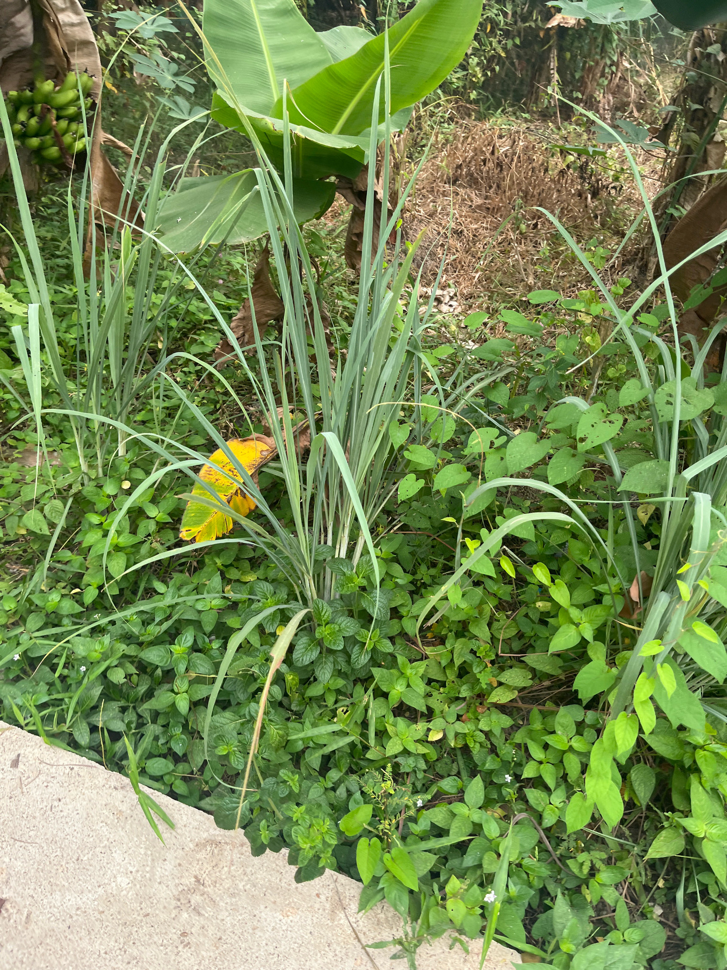 An outdoor, eye-level shot depicts a close-up of a dense patch of vegetation in Meliau Hulu, Indonesia. The foreground features a textured, light gray concrete surface. The midground and background are filled with an abundance of green foliage, including tall, slender blades of grass and broad, leafy plants. Interspersed among the green is a single, withered yellow leaf. In the upper left corner, a cluster of small green bananas hangs from a stalk, partially obscured by leaves. The overall scene is natural and somewhat overgrown, suggesting a rural or garden setting.