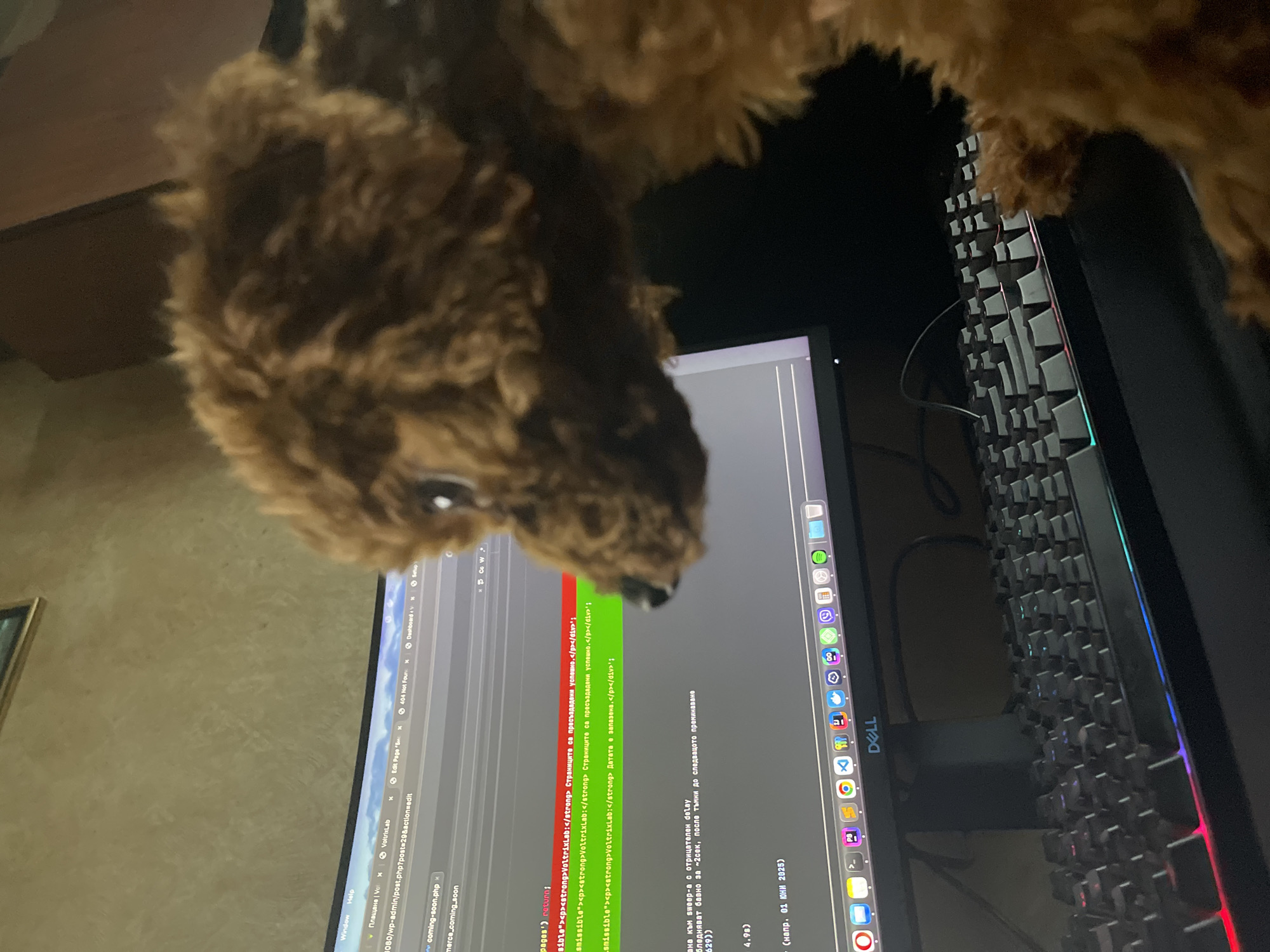 The image shows a close-up view of a desk setup. A brown, fluffy toy is positioned in the upper portion of the frame, partially obscuring the view. Below the toy is a Dell computer monitor displaying lines of code, possibly related to web development, referencing terms like "VoltrixLab," "coming-soon.php," and text in Bulgarian. The screen also features various application icons on the side. To the right of the monitor is a gaming keyboard with colored LED backlights. The location is not identifiable as Sofia, Bulgaria.