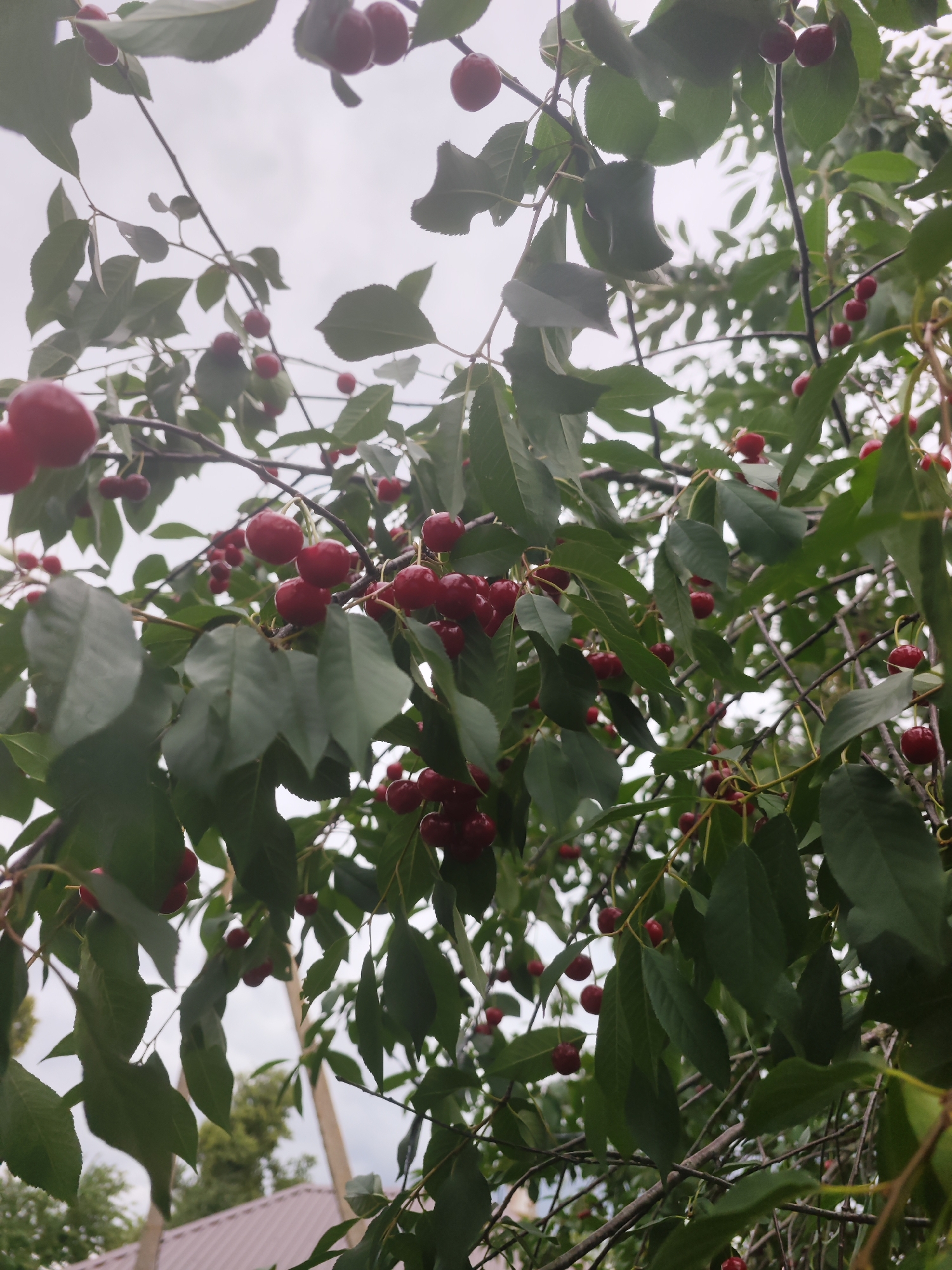 A close-up, low-angle shot shows a cherry tree laden with ripe, red cherries against a pale, overcast sky. The branches are dense with green leaves, some of which are slightly out of focus. Several clusters of cherries are visible throughout the frame, with individual fruits varying in ripeness and size. In the background, the white of the sky is broken by the blurry shapes of distant trees and what appears to be a light-colored roof with a pinkish hue. The scene is likely in a rural or suburban setting in the Яглевіцкі сельскі Савет region of Belarus, suggested by the presence of the cherry tree and the indistinct background elements.