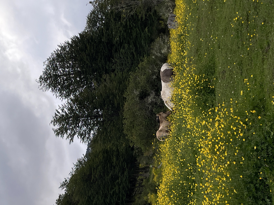 A landscape scene with tall evergreen trees on the left and a meadow of yellow flowers on the right. The sky is overcast. Two animals, possibly horses, are grazing in the meadow. One horse is mostly white with dark markings, and the other is light brown. The image is rotated, causing the trees to appear on their side.