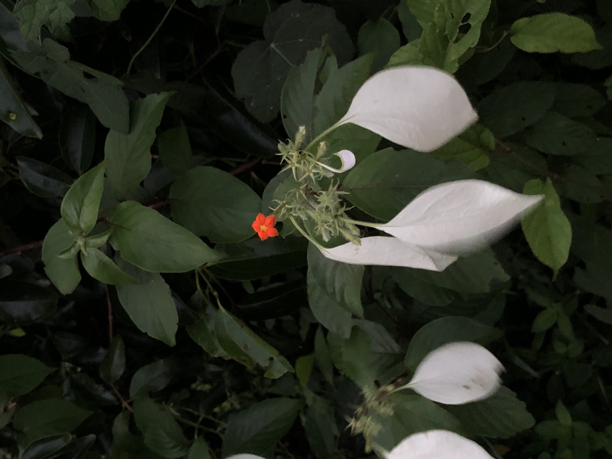 The image shows a close-up of a flowering plant in Kathaluwa, Sri Lanka. The plant has several large, white, petal-like bracts that droop downwards. In the center of the frame, a small, bright orange flower is visible, surrounded by green foliage and spiky seed pods. The background is filled with dark green leaves and vegetation, suggesting a natural or garden setting.