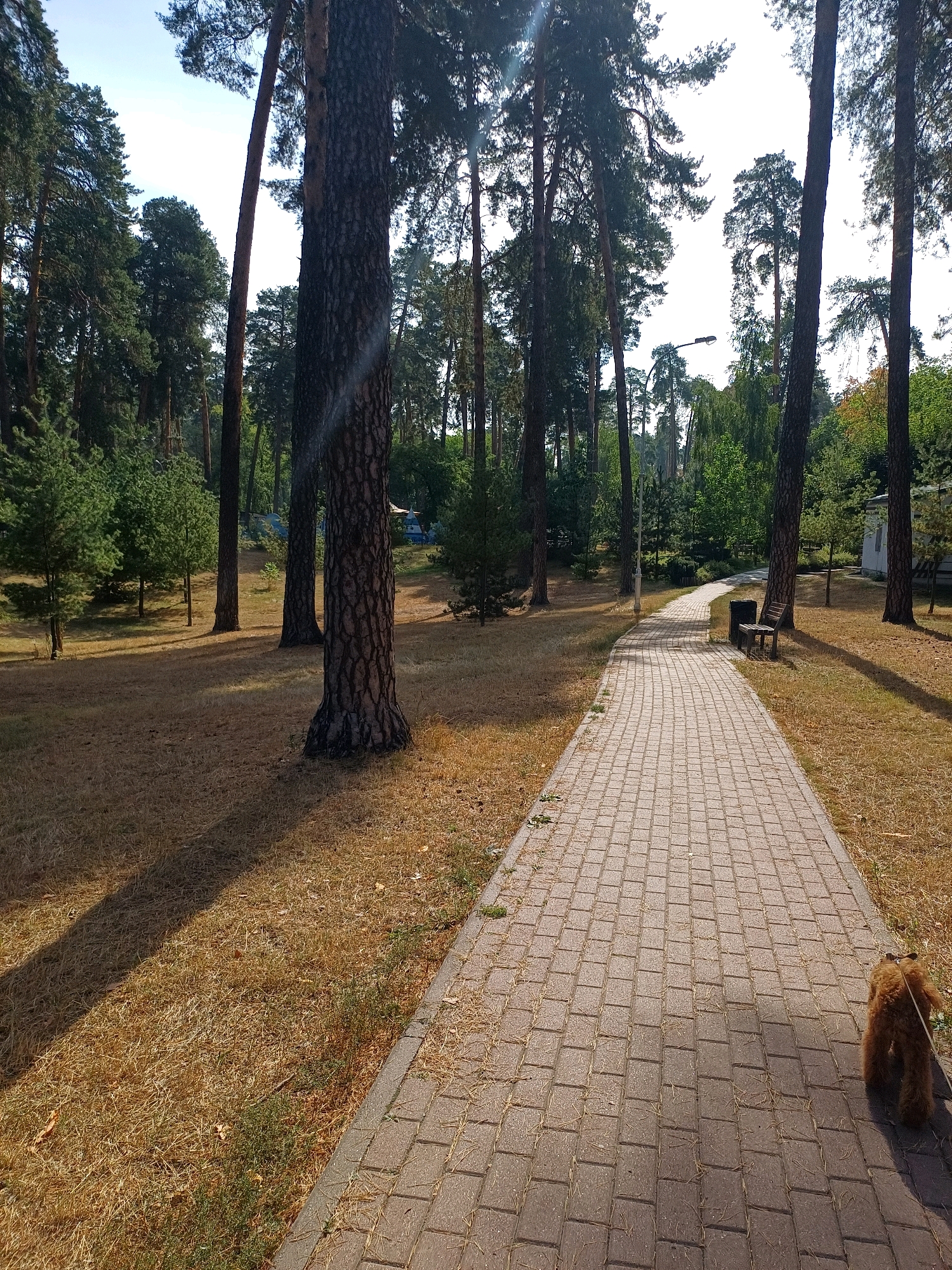 The image depicts a paved pathway winding through a park-like area dominated by tall pine trees. The ground is covered with dry, light brown grass and scattered pine needles. The pathway itself is made of interlocking rectangular pavers. In the foreground, a small, fluffy, brown dog is being walked on a leash by an unseen person, with the dog's tail wagging. The dog is positioned on the right side of the path, facing away from the camera and towards the end of the path. Further down the path, a dark trash receptacle and a wooden park bench are visible. In the background, more trees and some structures, including a white building with a blue roof, can be seen. The sky is a clear, pale blue. The scene is consistent with a public park in Kyiv, Ukraine, likely during a dry season.