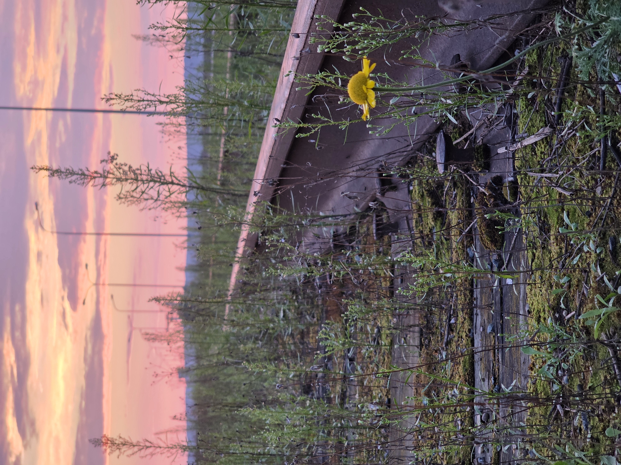 An abandoned railway track is overgrown with vegetation, including weeds and moss, under a pink and orange sunset sky. The railway ties appear to be made of wood, and the metal rails are rusty. A single yellow flower is in bloom near the tracks. In the distance, several streetlights are visible. The scene is set in the city of Chaikovsky, Russia.